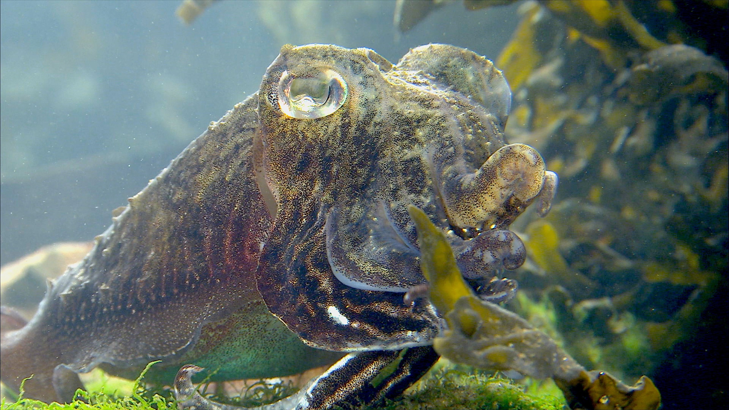 A camouflaged cuttlefish rests under cover of seaweed and rocks, its textured skin and tentacles creating a perfect coat of disguise as it peers through the aquatic environment.