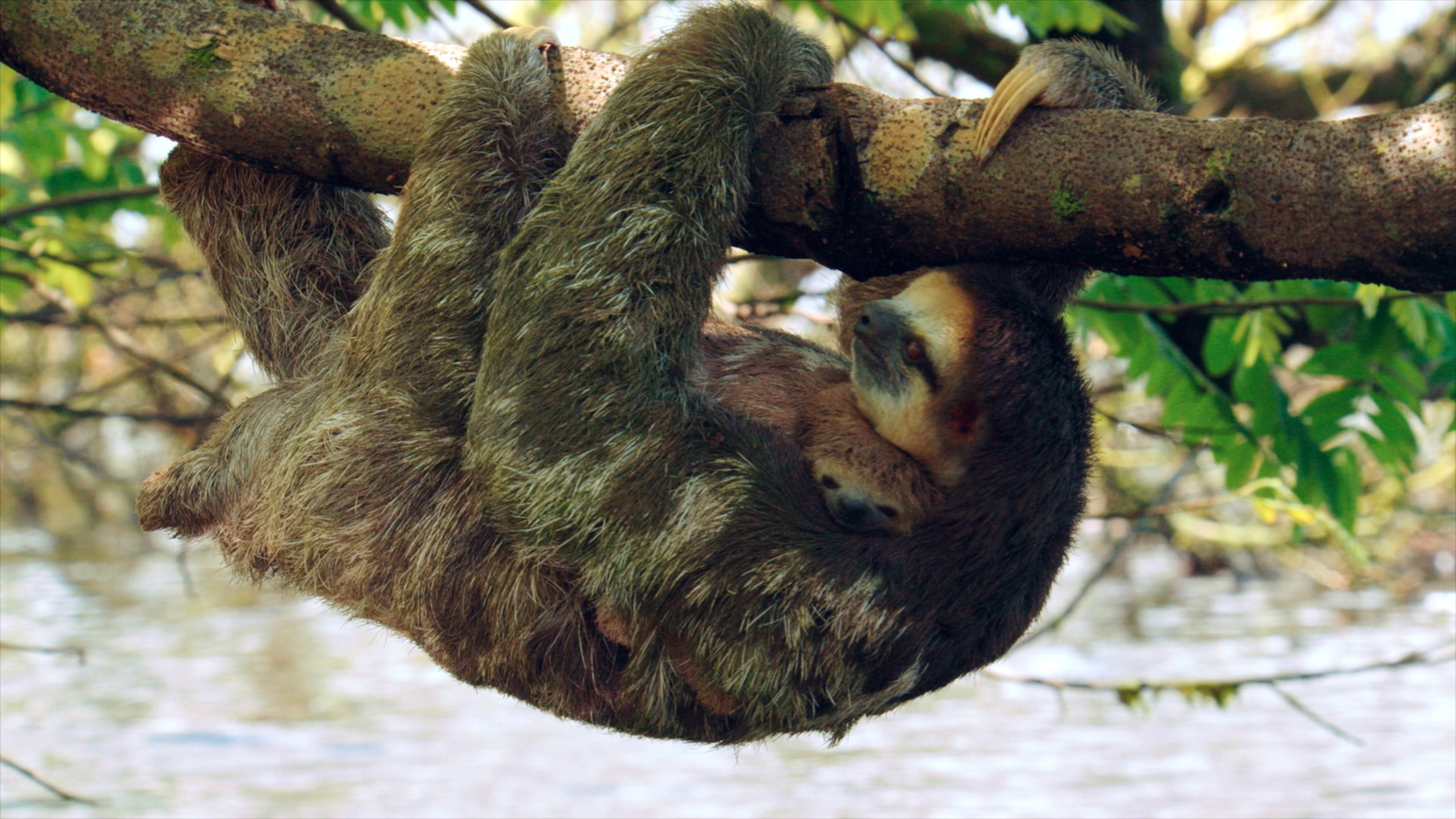 A sloth hangs upside down from a tree branch, its body enveloped in a natural coat of fur, surrounded by green leaves. The blurred view of water in the background highlights its serene habitat. The sloth appears relaxed, embodying its characteristic slow pace and gentle demeanor.