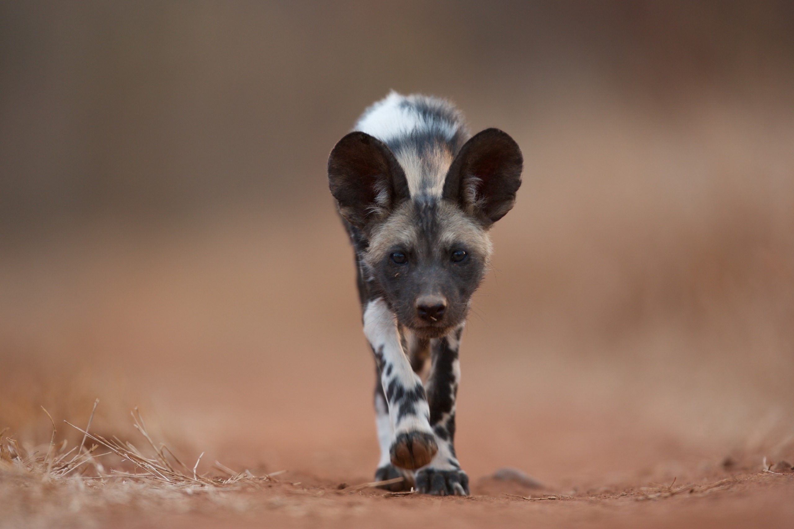 A lone African wild dog walks along a dusty, reddish-brown path in the Land of Lions. Its distinctive mottled coat and large ears are visible as dry grass lines both sides of the path. The background is softly blurred, highlighting the dog on its journey.