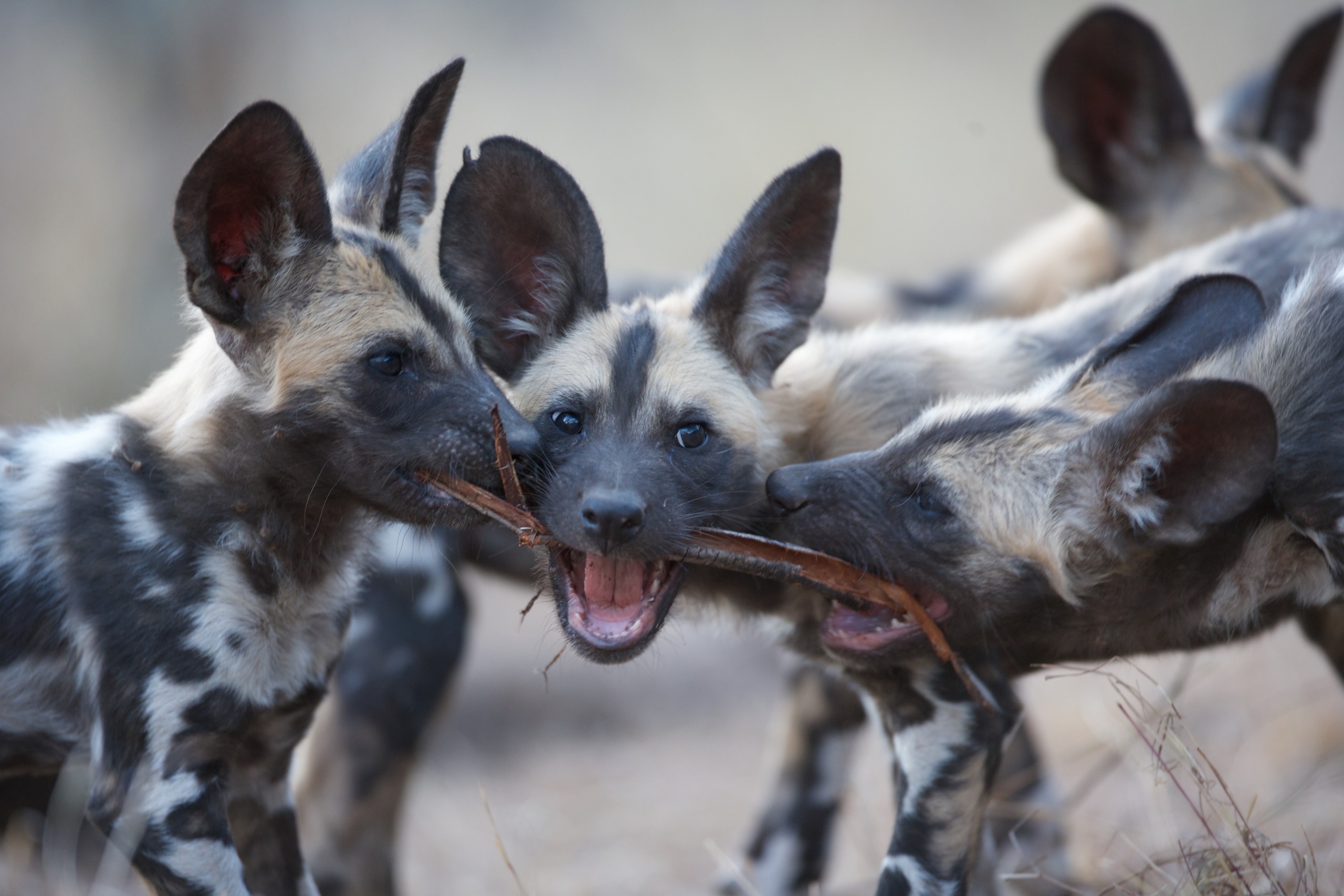 In the Land of Lions, a group of African wild dog pups with large ears and distinctive mottled coats energetically tug on a stick, mirroring the playful spirit of their surroundings.