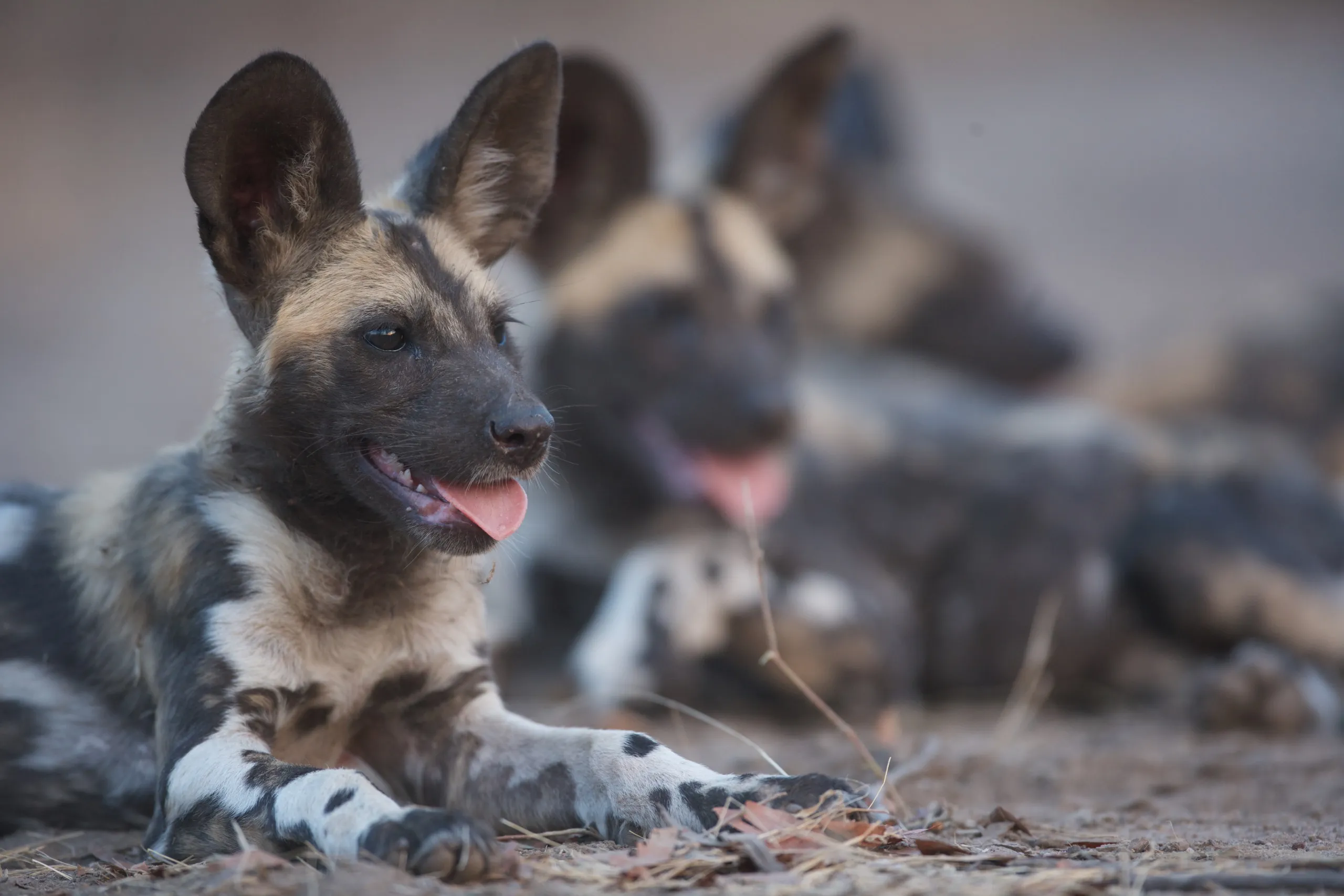 A close-up of a relaxed African wild dog with large ears and a spotted coat, resting on the land with its tongue out. Other wild dogs are blurred in the background, suggesting they are also resting after a long day in the savannah shared with lions.