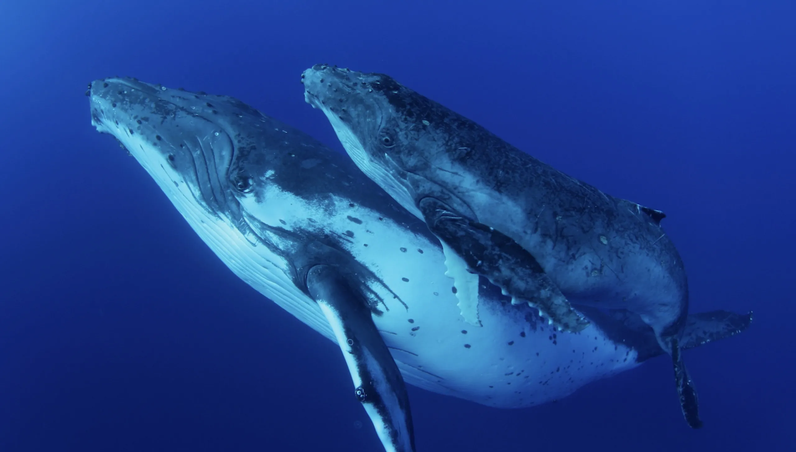 Two humpback whales glide with serene grace in the deep blue ocean, embodying whale wisdom. The larger one moves below, while the smaller swims above, both in harmonious rhythm.