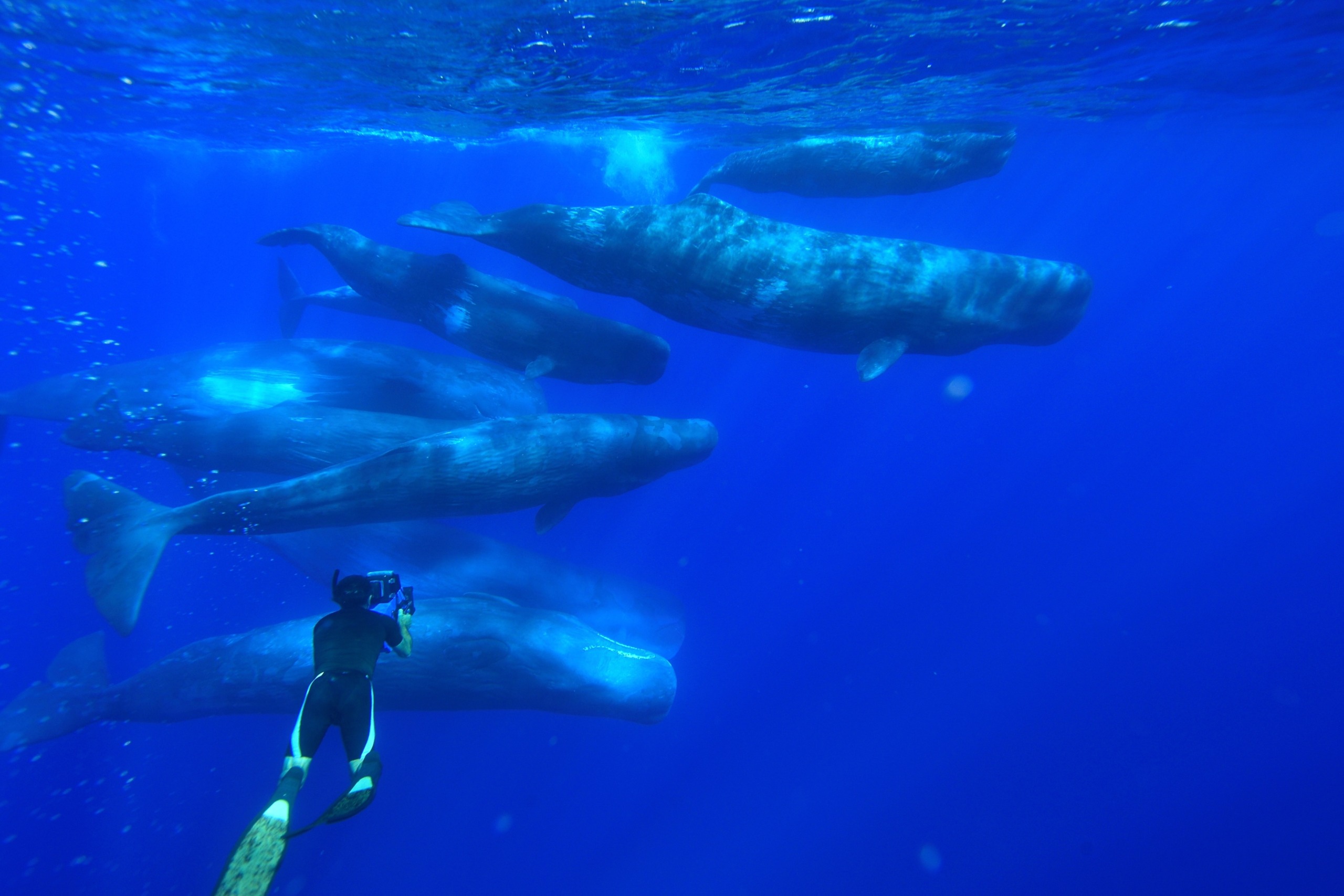 A diver in a wetsuit captures the wisdom of a pod of sperm whales gracefully gliding through clear blue water, their large bodies elegantly visible against the deep ocean backdrop.