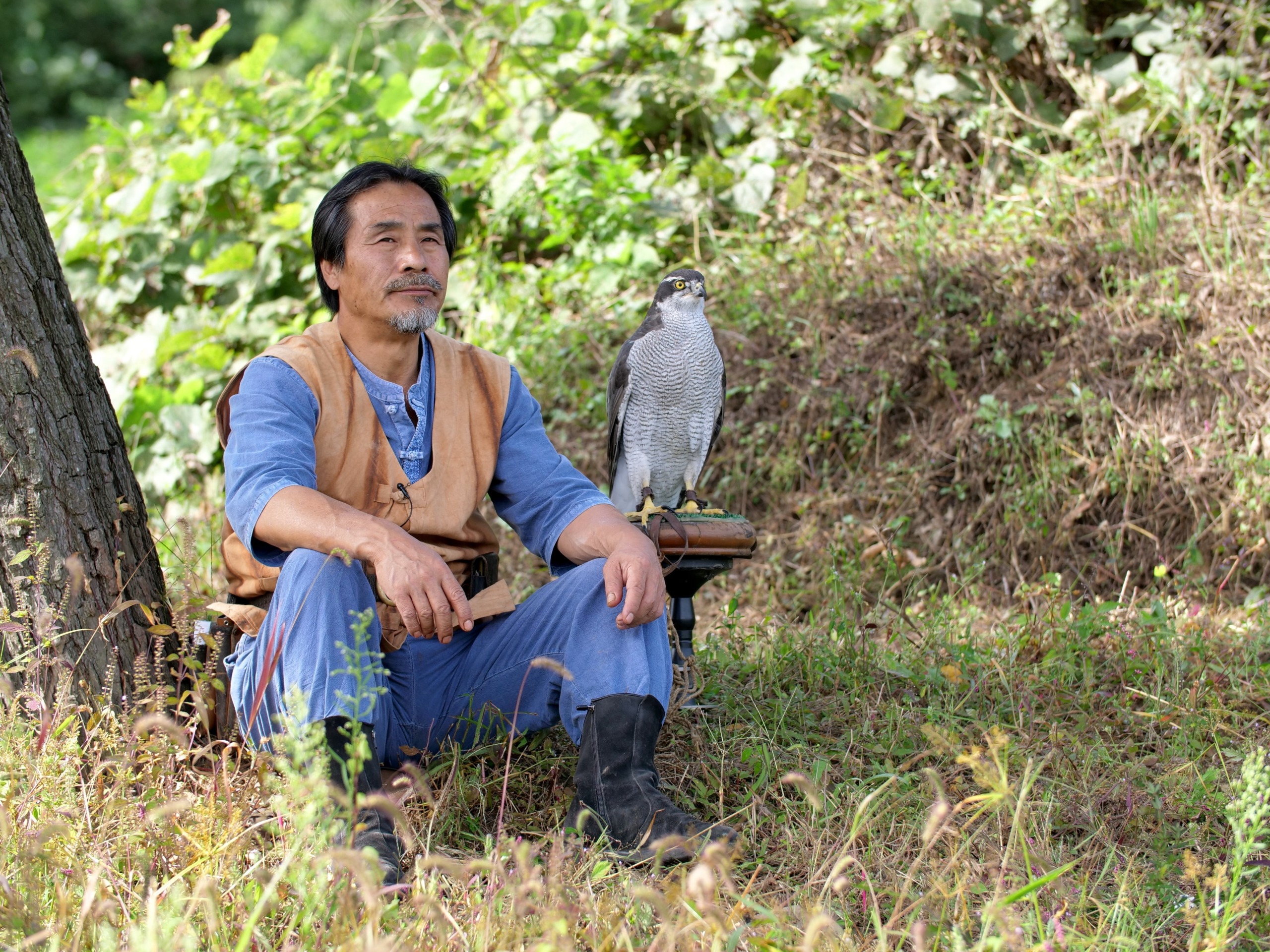 A man is sitting under a tree in a grassy area, wearing a blue outfit and a brown vest. He is resting with a falcon perched beside him on a wooden stand, surrounded by the lush greenery that epitomizes wild Korea.