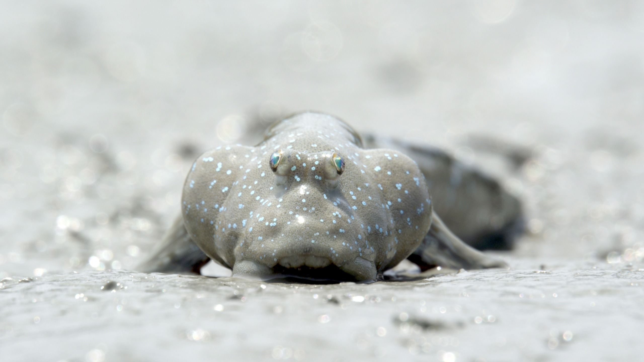 A close-up of a mudskipper on a wet, sandy surface in wild Korea. The fish boasts bulbous eyes and a speckled gray body adorned with white spots, set against a blurred background that highlights its unique features.