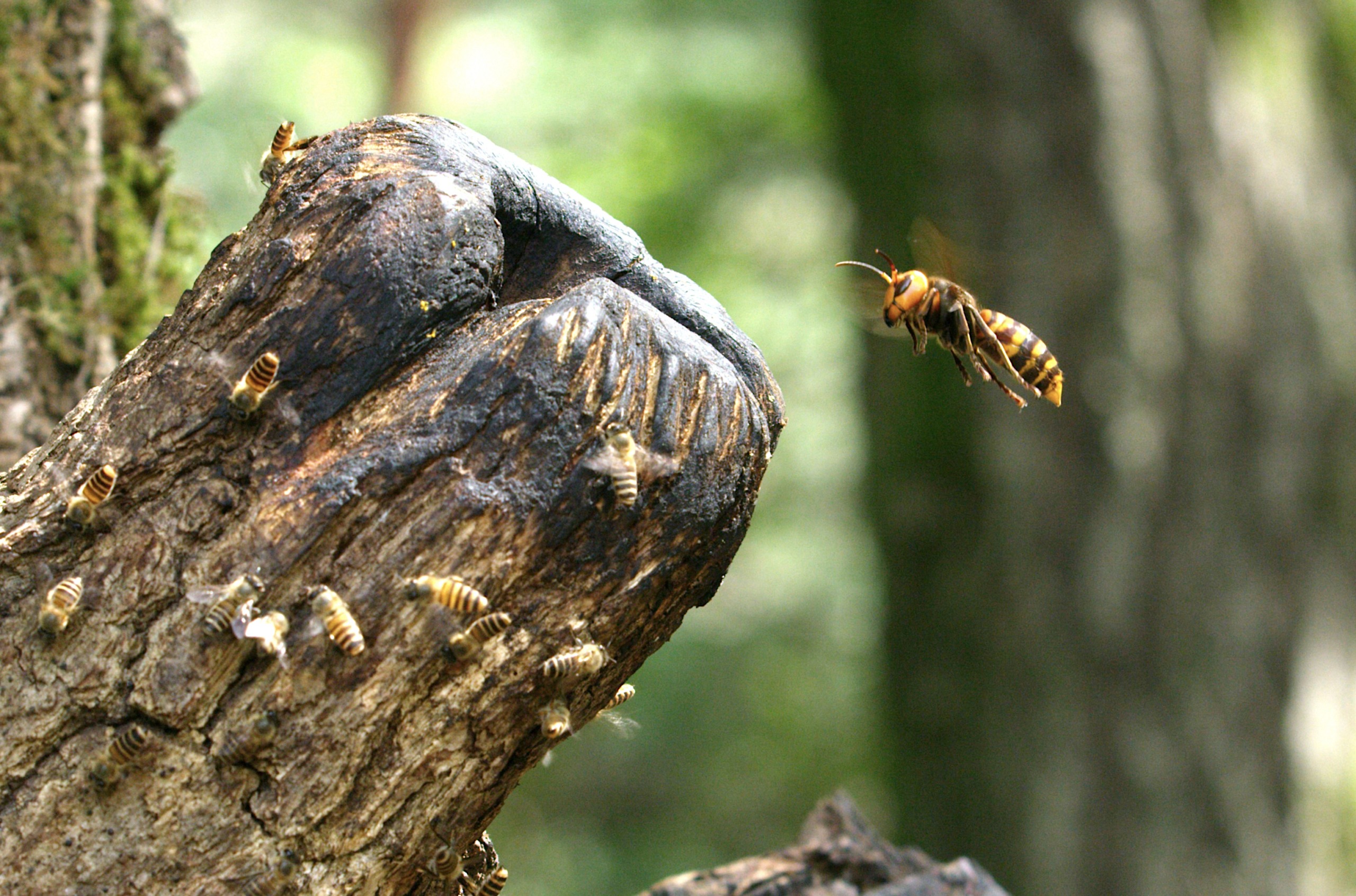 A hornet approaches a group of bees on a rugged, dark tree trunk in the wilds of Korea. The scene is set in a forest with blurred greenery in the background, capturing a tense moment in nature.