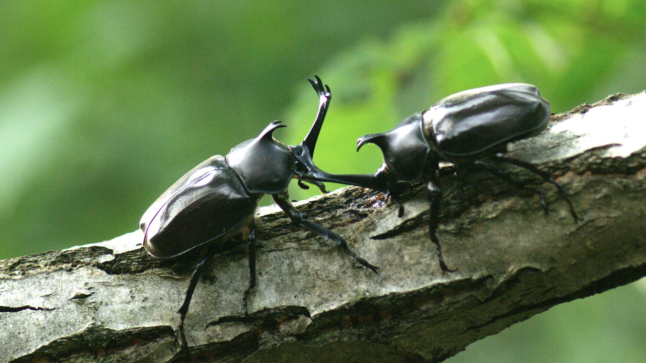 Two rhinoceros beetles with large horns face each other on a tree branch, showcasing a scene from wild Korea. The background is a blur of green foliage, indicating a natural setting.