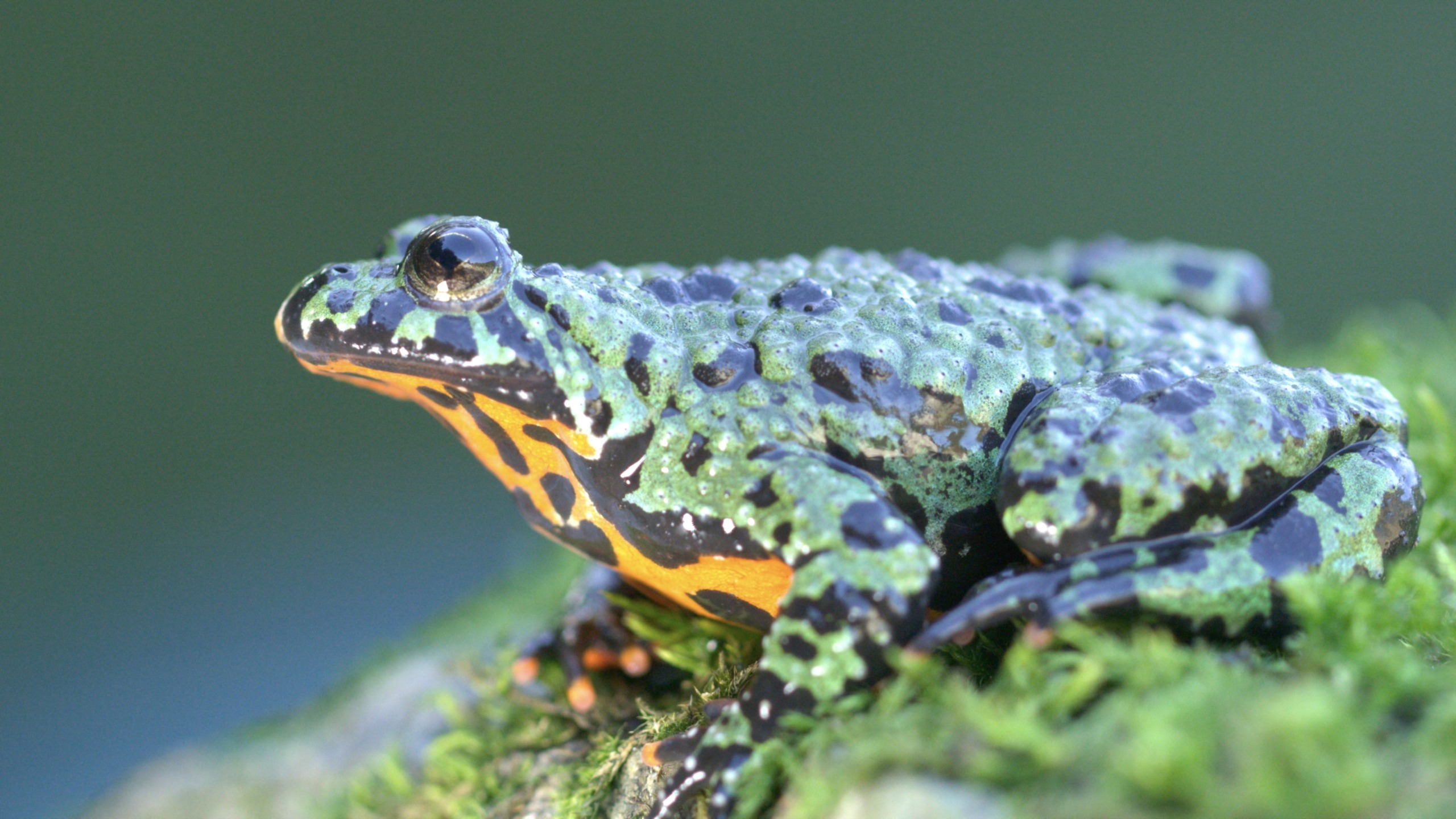 A close-up of a colorful toad with a bumpy, green and black speckled body and vivid orange markings beneath its chin. It rests on a patch of green moss against a soft, blurred backdrop, embodying the untamed beauty of wild Korea.