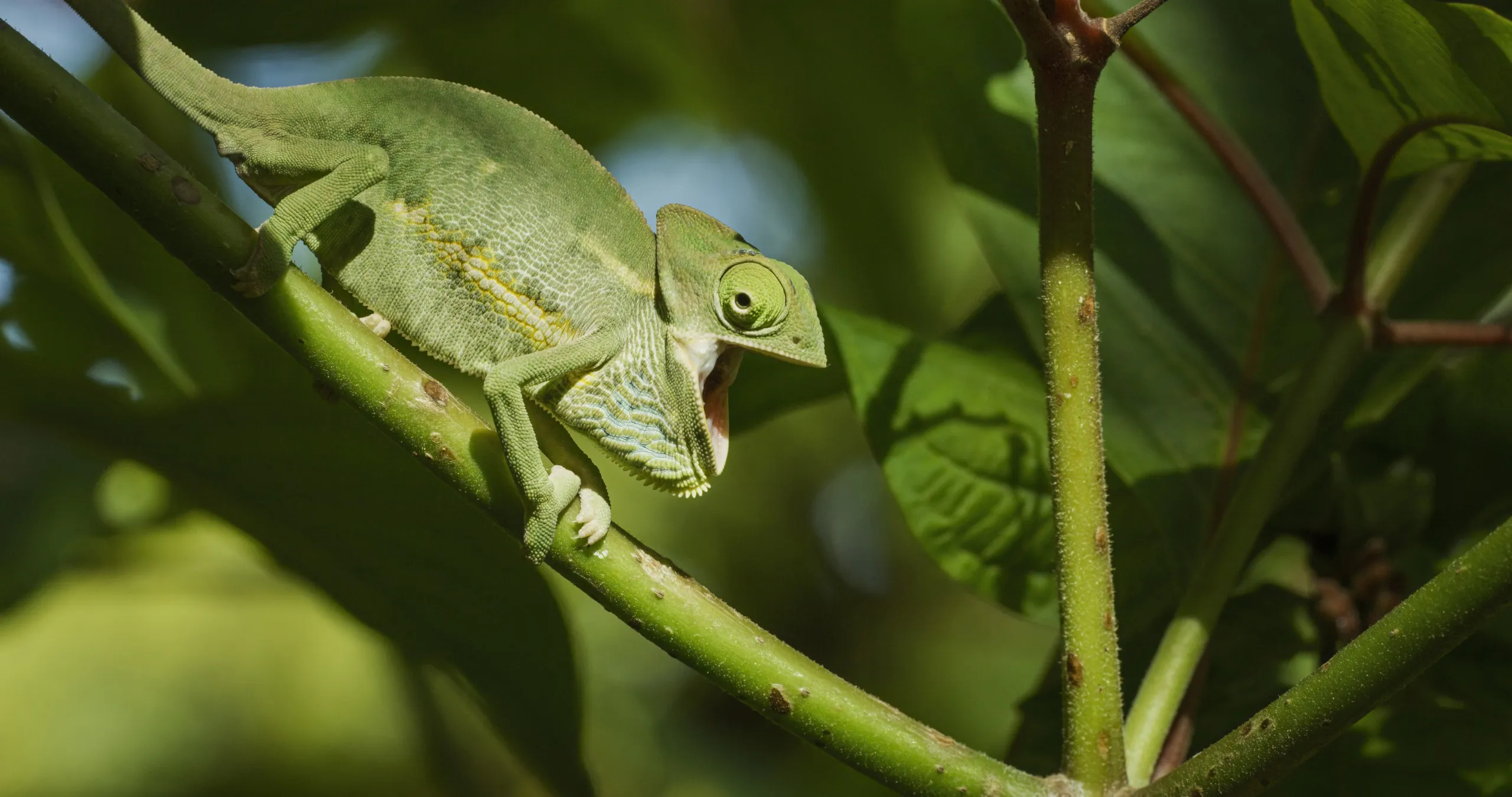 A green chameleon with a curled tail clings to a slender branch in the Miami wild, surrounded by lush green leaves. Its eye is turned towards the camera, and its body shows subtle color variations that blend seamlessly with the vibrant foliage.