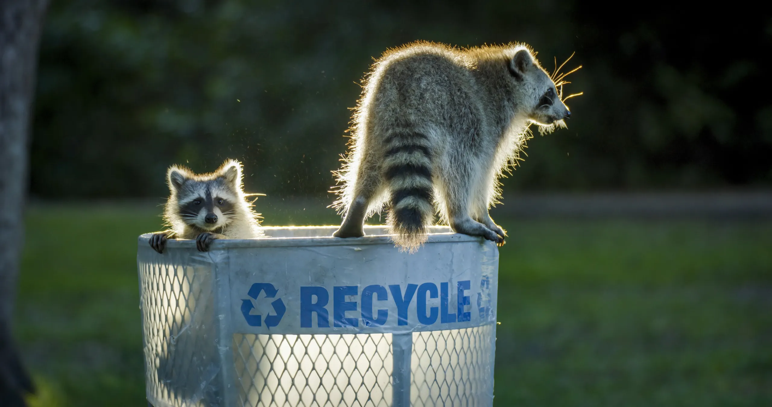 Two raccoons are perched on a white recycling bin in a grassy area, exploring their Miami wild surroundings. Sunlight highlights their fur, and the word RECYCLE is visible on the bin.