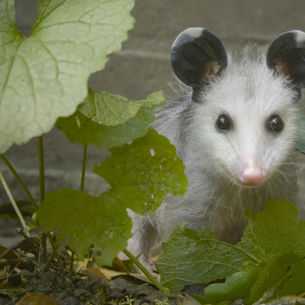 A young opossum with large round ears peeks through green leaves against a concrete background, bringing a touch of wildlife to the neighborhood. Its eyes are bright as it stands among fallen leaves on the ground, one ear adorned with a leaf.