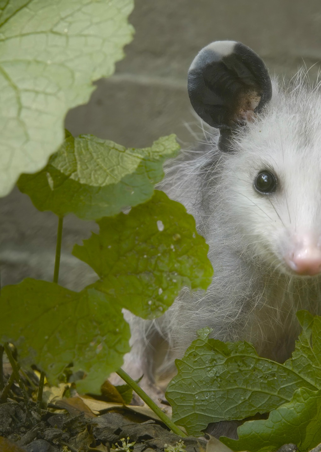 A young opossum with large round ears peeks through green leaves against a concrete background, bringing a touch of wildlife to the neighborhood. Its eyes are bright as it stands among fallen leaves on the ground, one ear adorned with a leaf.