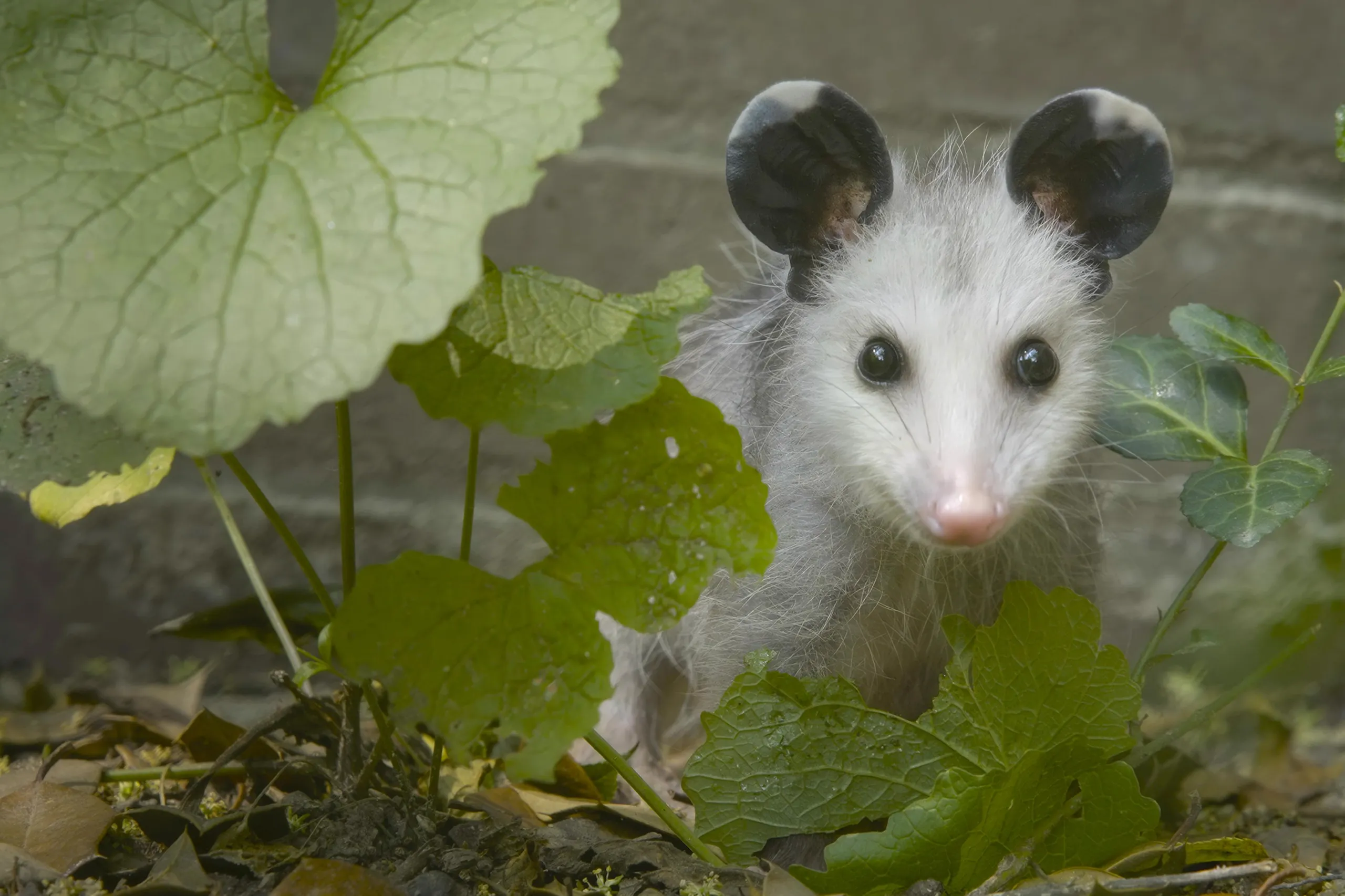 A young opossum with large round ears peeks through green leaves against a concrete background, bringing a touch of wildlife to the neighborhood. Its eyes are bright as it stands among fallen leaves on the ground, one ear adorned with a leaf.