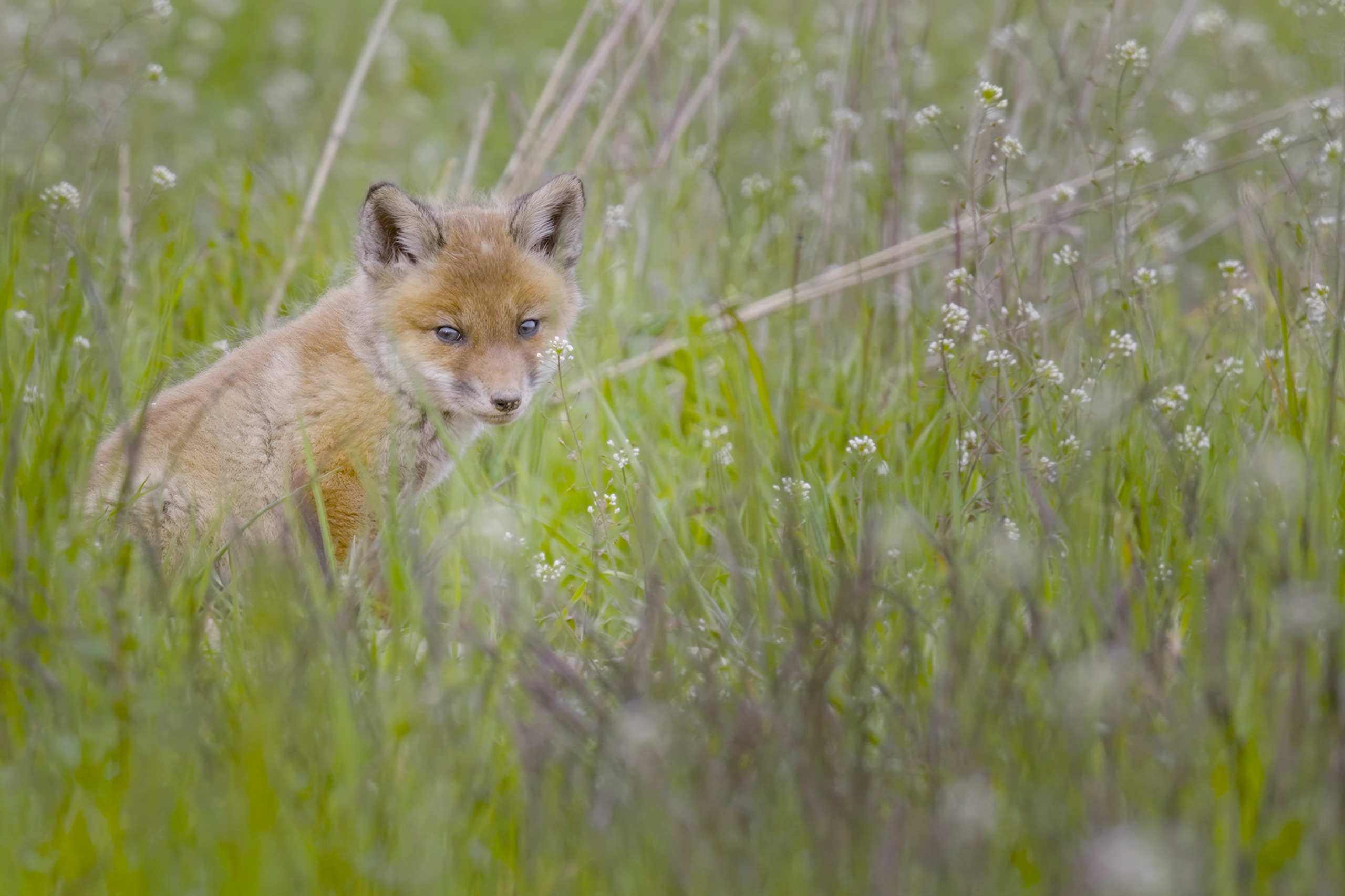 A young fox sits in a lush, green field filled with small white flowers on the edge of the city. The fox, with its reddish-brown fur and alert expression, seamlessly blends into this serene neighbourhood scene, creating a captivating snapshot of urban wildlife.