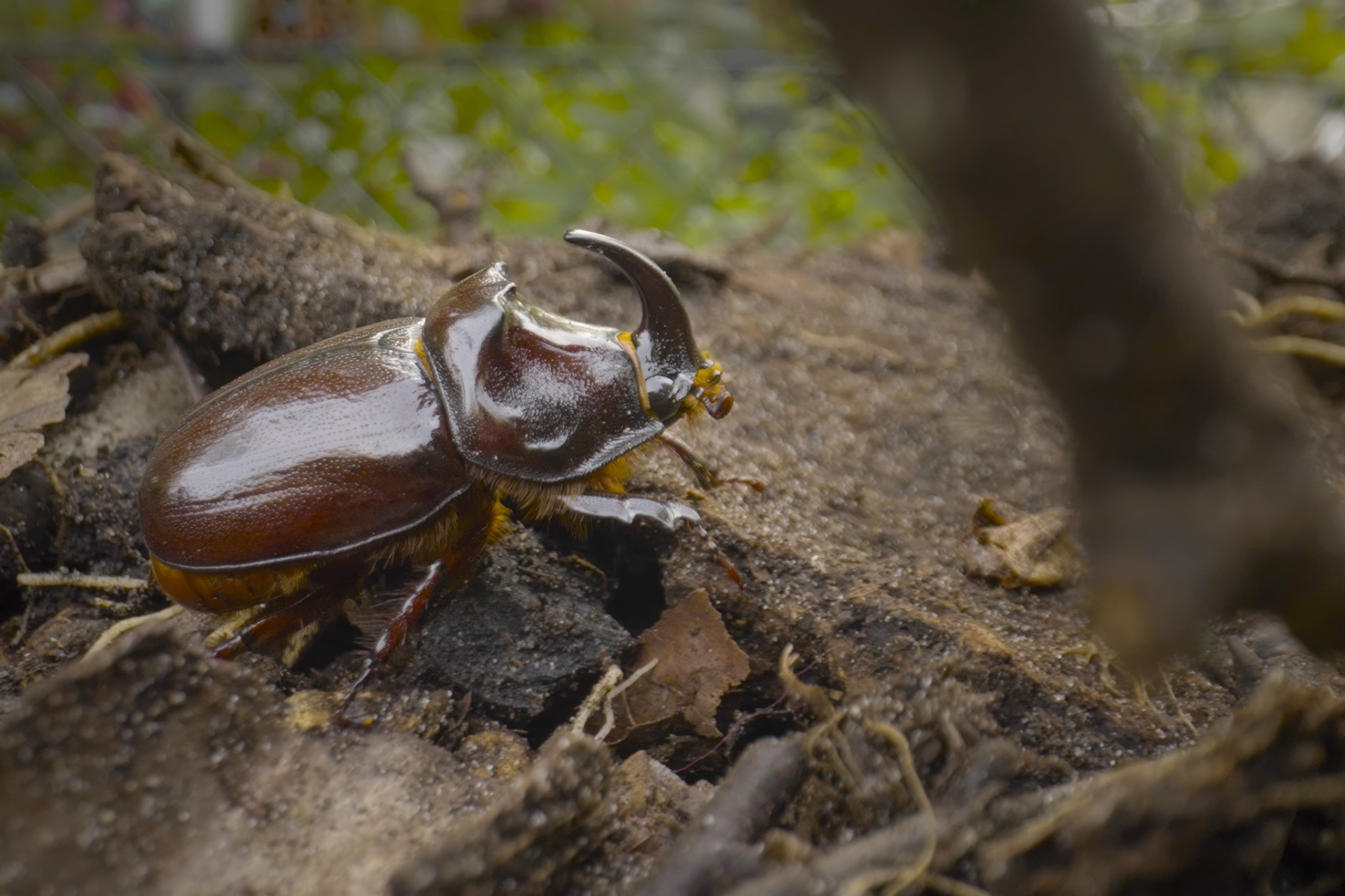 Close-up of a rhinoceros beetle on damp soil, surrounded by twigs and dried leaves. The beetle's shiny, dark brown exoskeleton and prominent horn are visible. In this wildlife scene, green foliage is blurred in the background, capturing a hidden world within the bustling city outskirts.