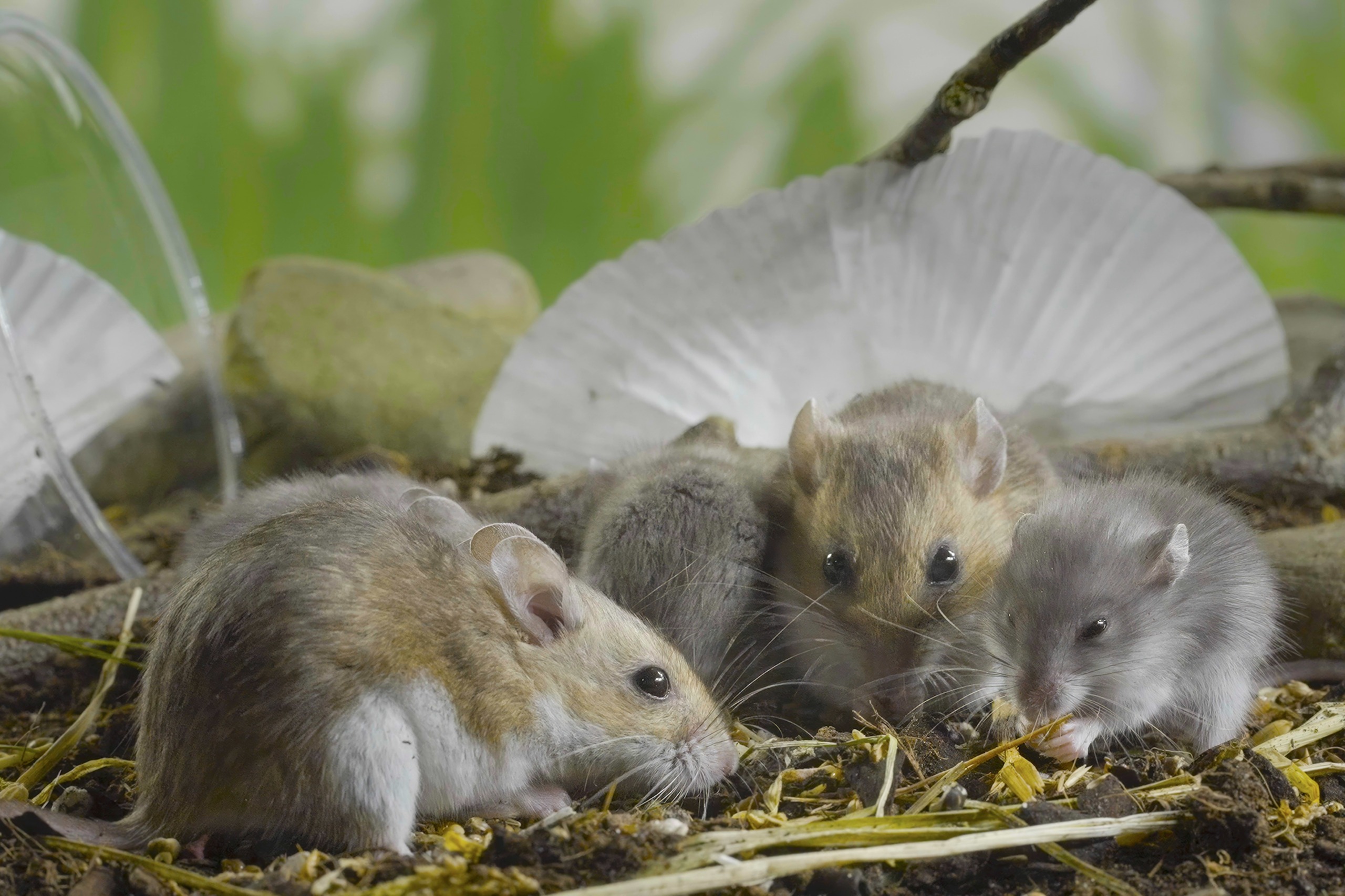 Three small rodents gather on the ground in a peaceful corner of the neighborhood, surrounded by twigs and leaves. One is nibbling on something. A blurred green background and an overturned cupcake liner hint at the vibrant city wildlife scene just outside our doorsteps.