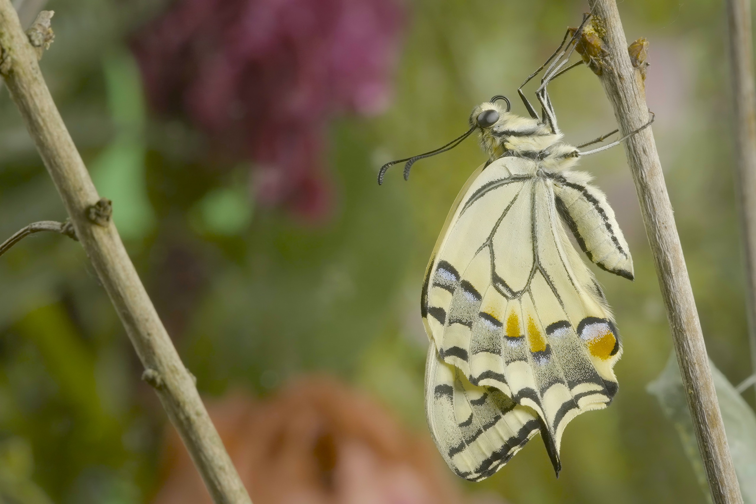 A close-up of a swallowtail butterfly perched on a thin twig, showcasing vibrant yellow, black, and orange markings. This stunning piece of city wildlife is set against a soft-focus blend of green and purple, hinting at a neighborhood's natural charm.