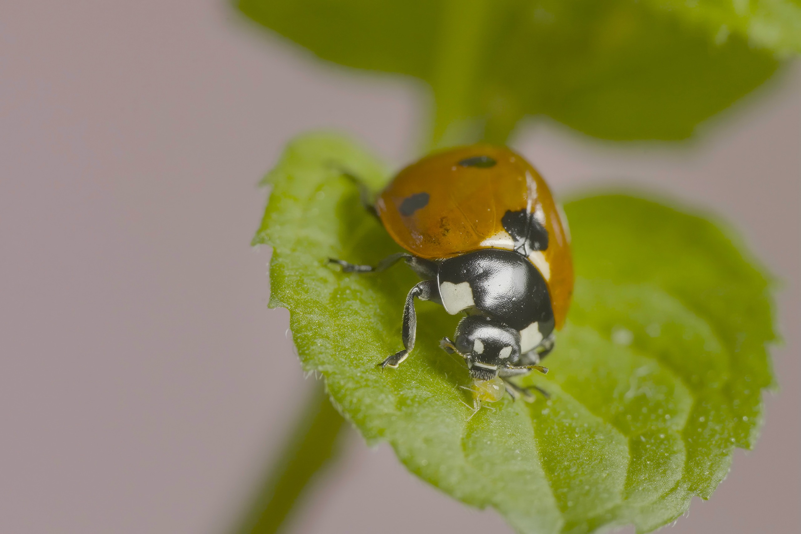 A ladybug with a shiny red and black shell crawls on a green leaf, showcasing wildlife in the neighborhood. The soft-focus background highlights the insect's delicate features and the leaf's textured surface, bringing a touch of nature to the city scene.