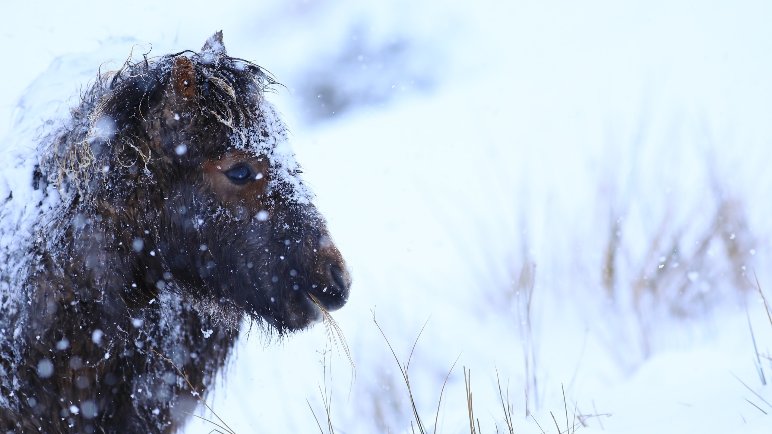 A musk ox with a snowy coat stands in a snow-covered Welsh landscape, facing left. Snowflakes are falling around it, and its fur is partially obscured by the snow. Sparse grass can be seen poking through the snow in the foreground.