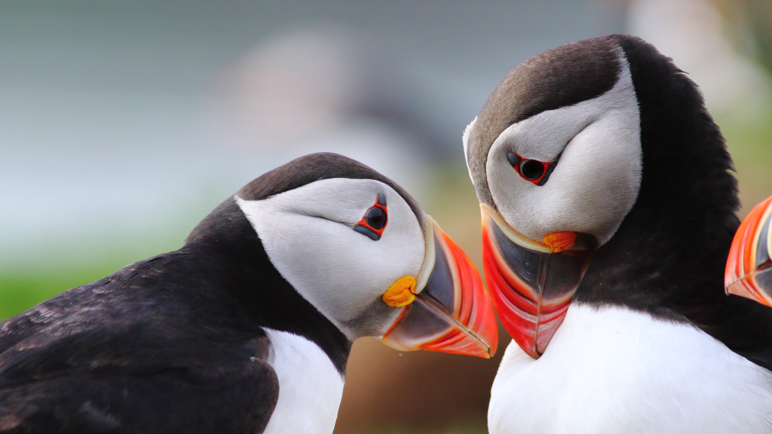 In the picturesque backdrop of Wales, two puffins with bright orange beaks and striking black and white plumage stand close together. One puffin looks downward, while the other gazes slightly to the side. The background is softly blurred, highlighting their vivid colors.