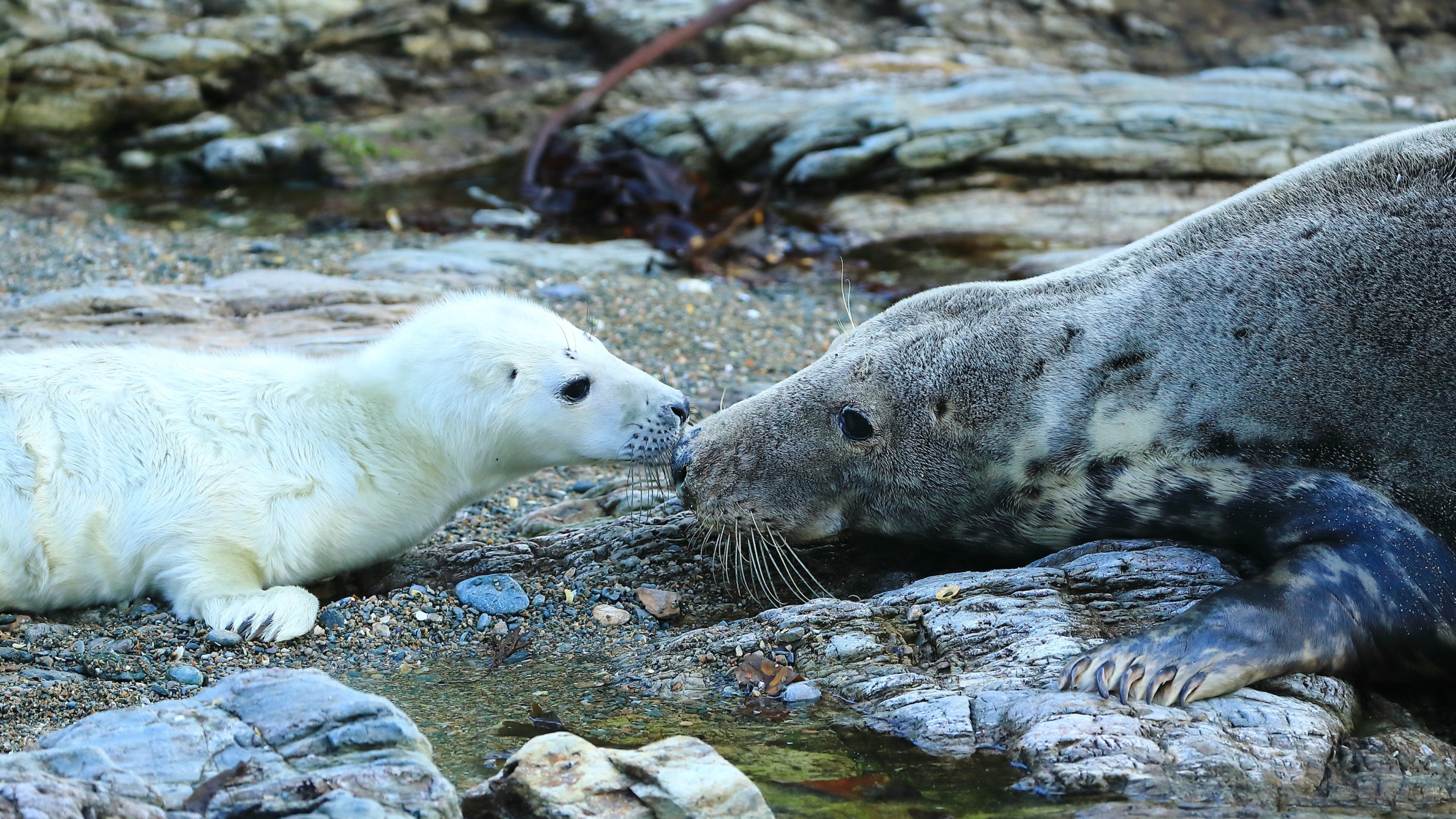 A baby seal and an adult seal touch noses affectionately on the rocky shoreline of Wales. The baby has white fur, while the adult boasts mottled gray and brown fur. They are surrounded by coastal rocks and shallow water, embodying the wild beauty of this scenic region.