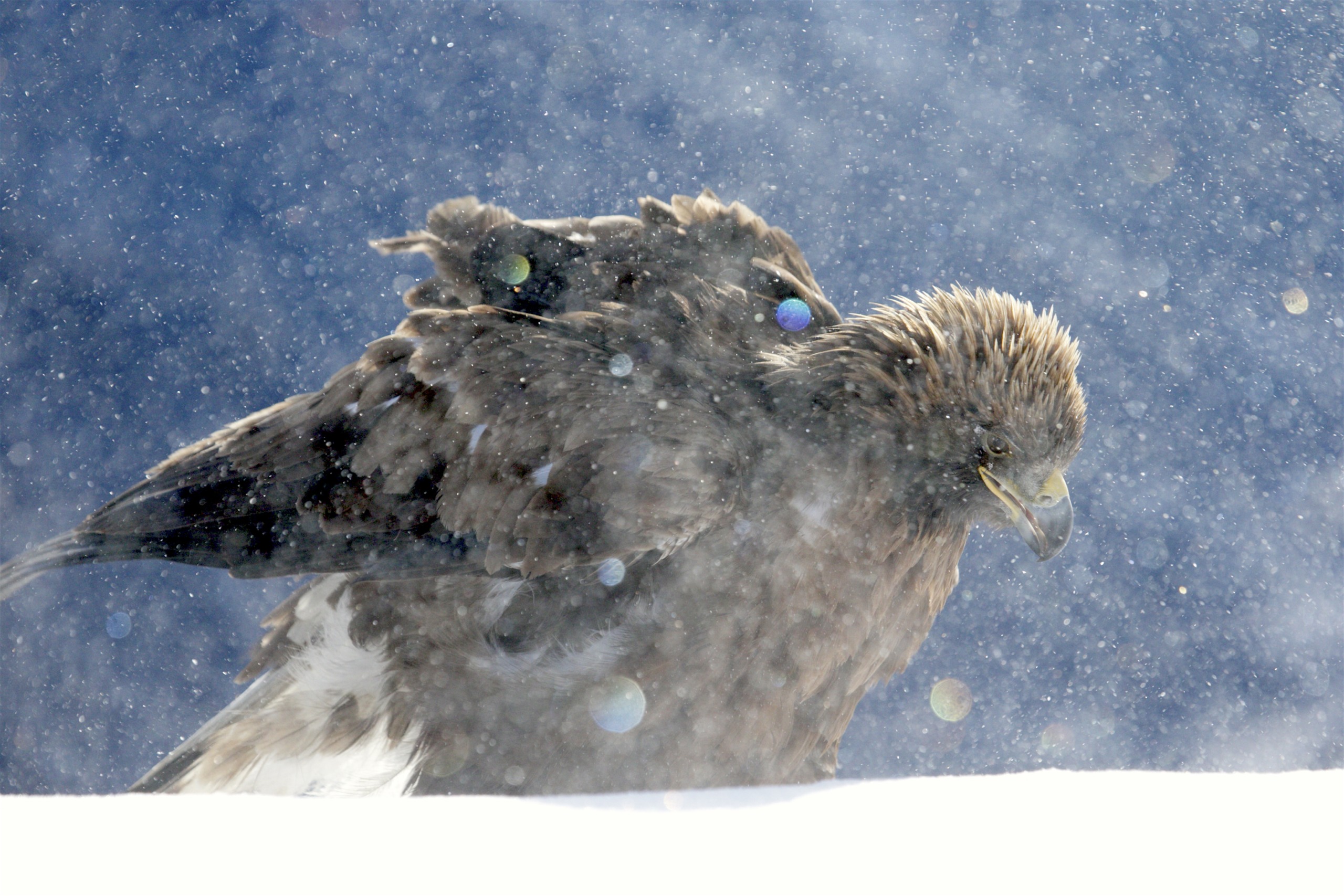 A majestic eagle stands in a snowy environment, its feathers ruffled by the wind. Snowflakes swirl around like festive confetti, and the background is a blurred mix of gray and blue, creating a dramatic wintry atmosphere fit for a wild Christmas scene.