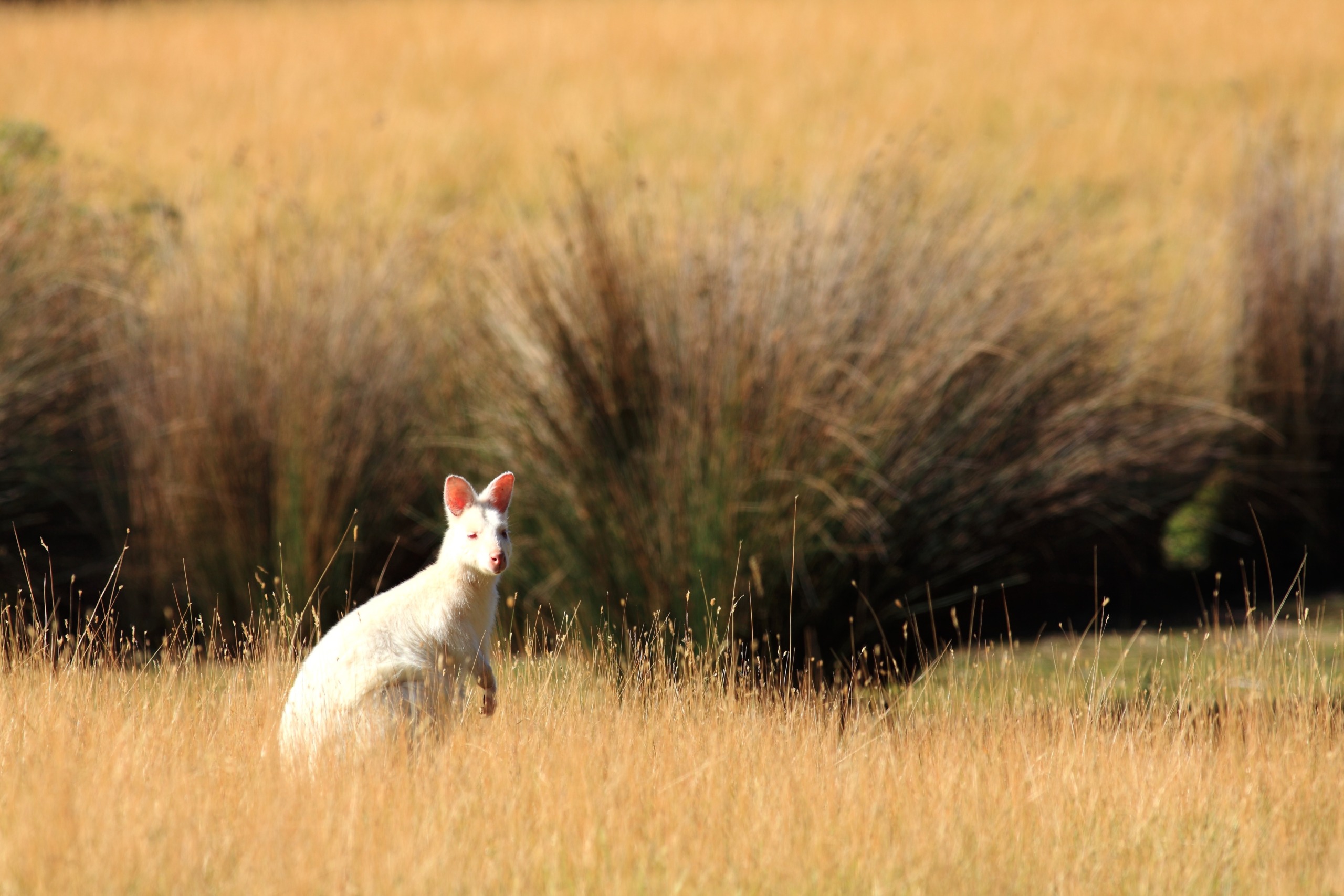 A white kangaroo stands alert in a field of tall, golden grass, evoking the wild spirit of an Australian Christmas, with blurred grasses and vegetation in the background.