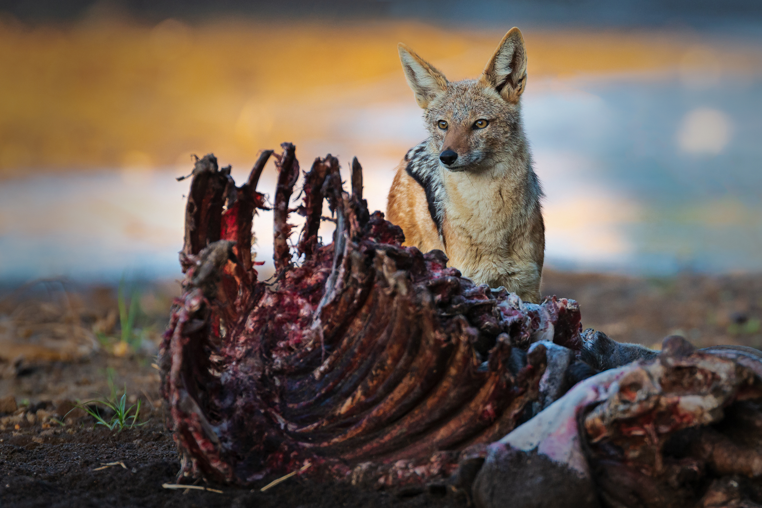 A coyote stands alert behind a large ribcage of an animal carcass, surrounded by nature. The scene, reminiscent of a chapter from 