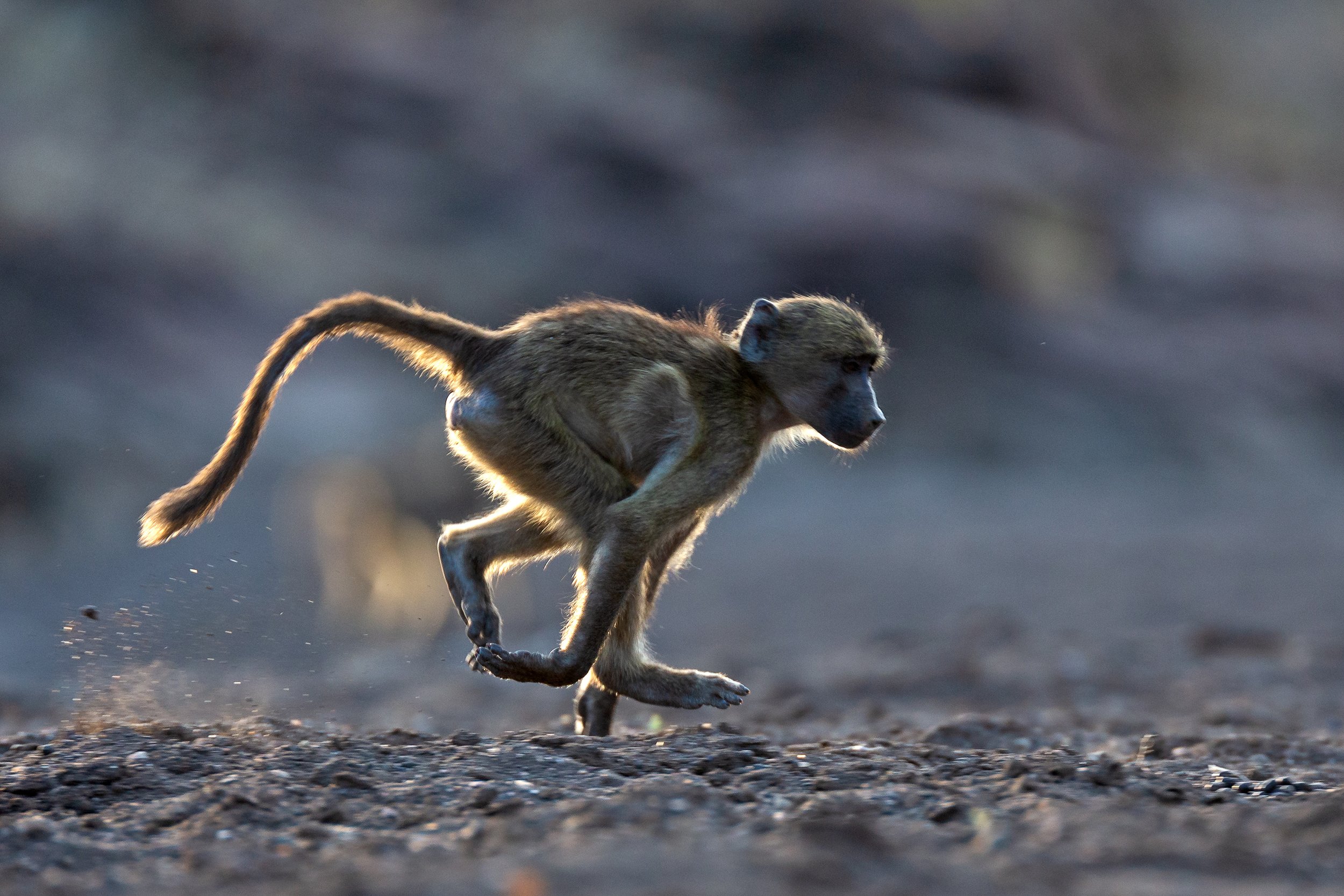 A young baboon showcases its wild side, captured in mid-air as it dashes across a dusty terrain. Its body is fully extended, tail raised high against a blurred background that beautifully emphasizes its dynamic motion.