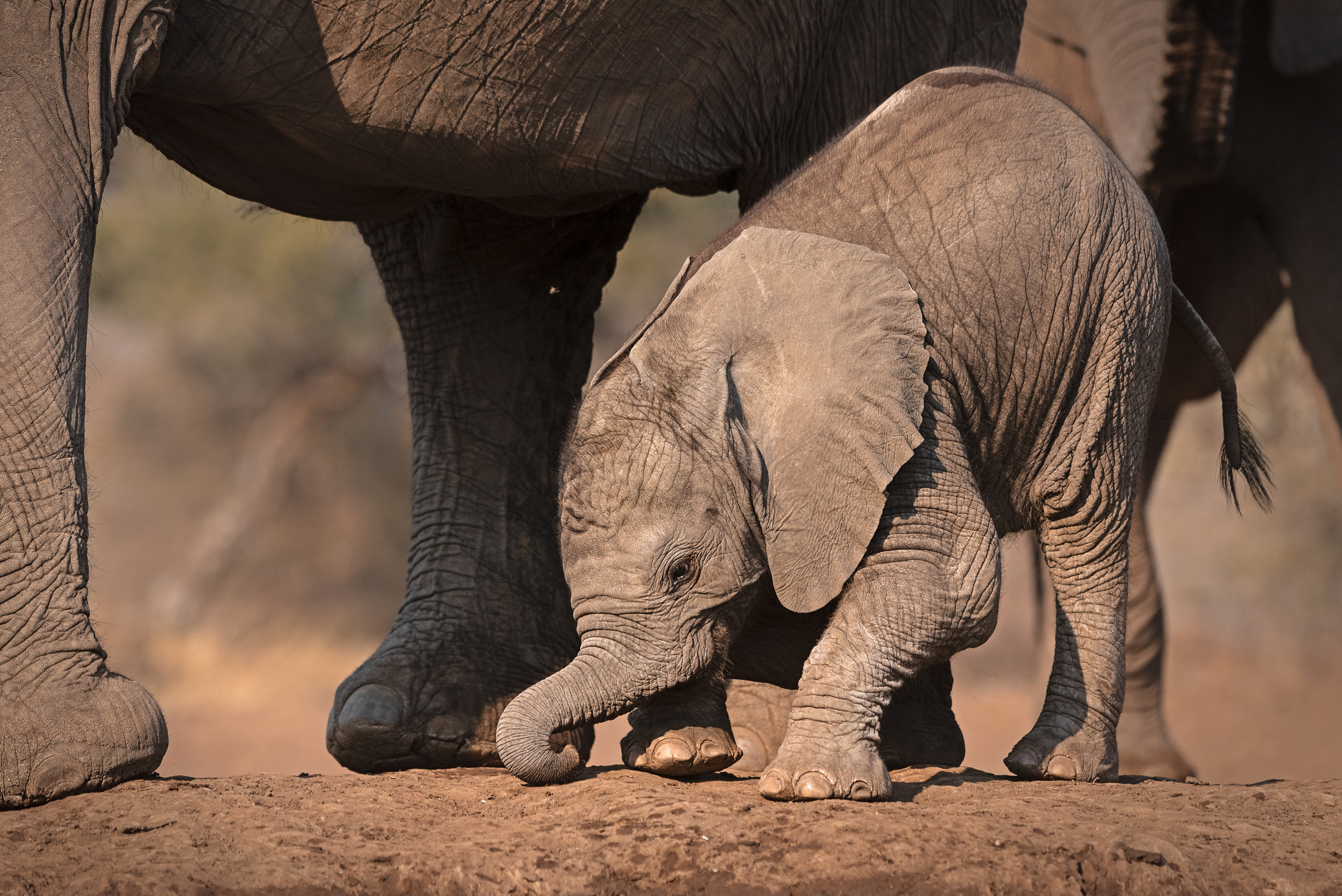 A baby elephant stands closely between the legs of a larger adult on a dirt path, embodying the essence of wild sides. The sunlight highlights their textured skin, and the blurred background hints at an adventurous natural setting.