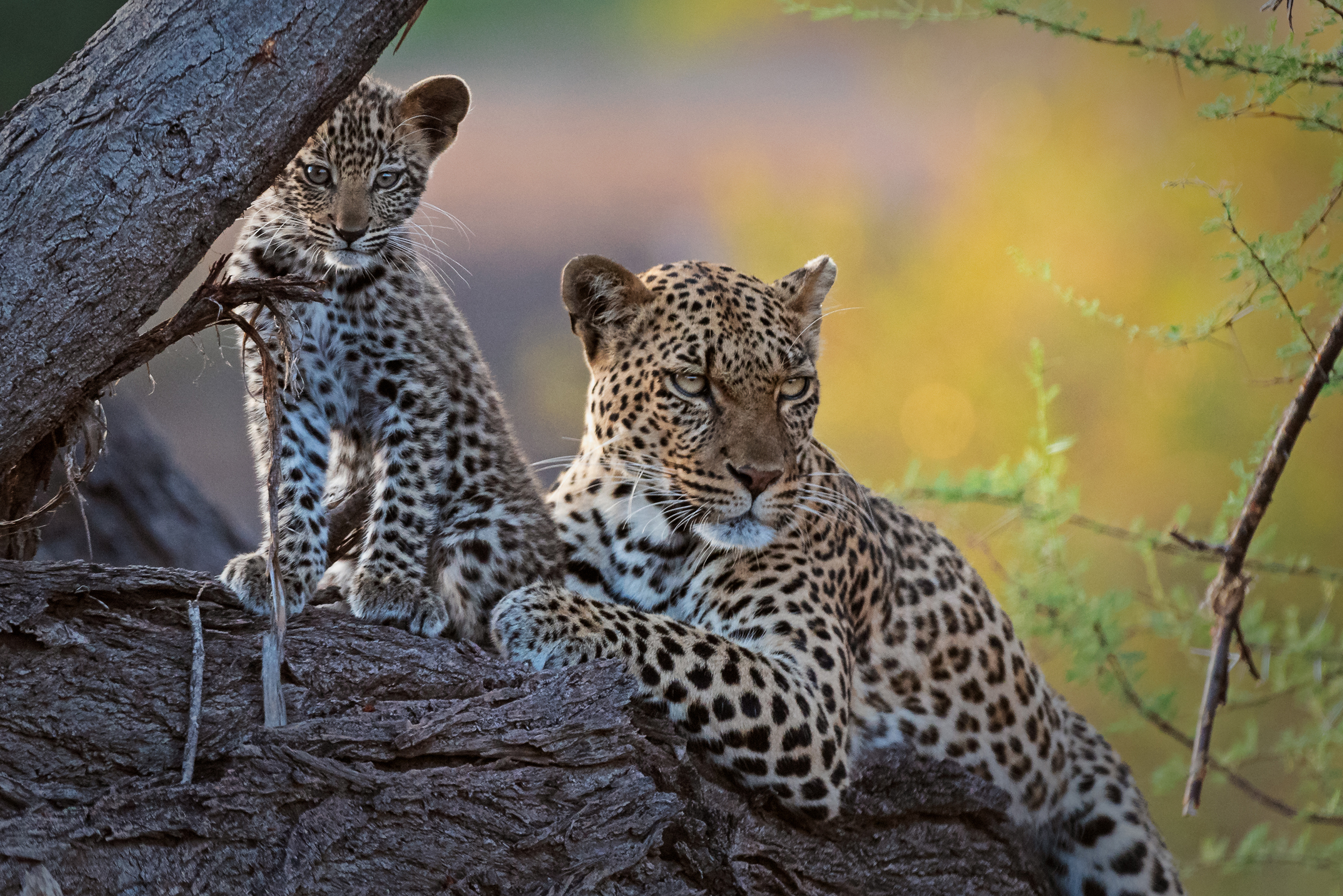 A leopard and its cub rest on a tree trunk, embraced by nature's wild sides. The cub sits alertly while the adult leans gracefully, showcasing their striking spotted fur. Warm sunlight filters through the leaves, casting dappled shadows on this serene scene.