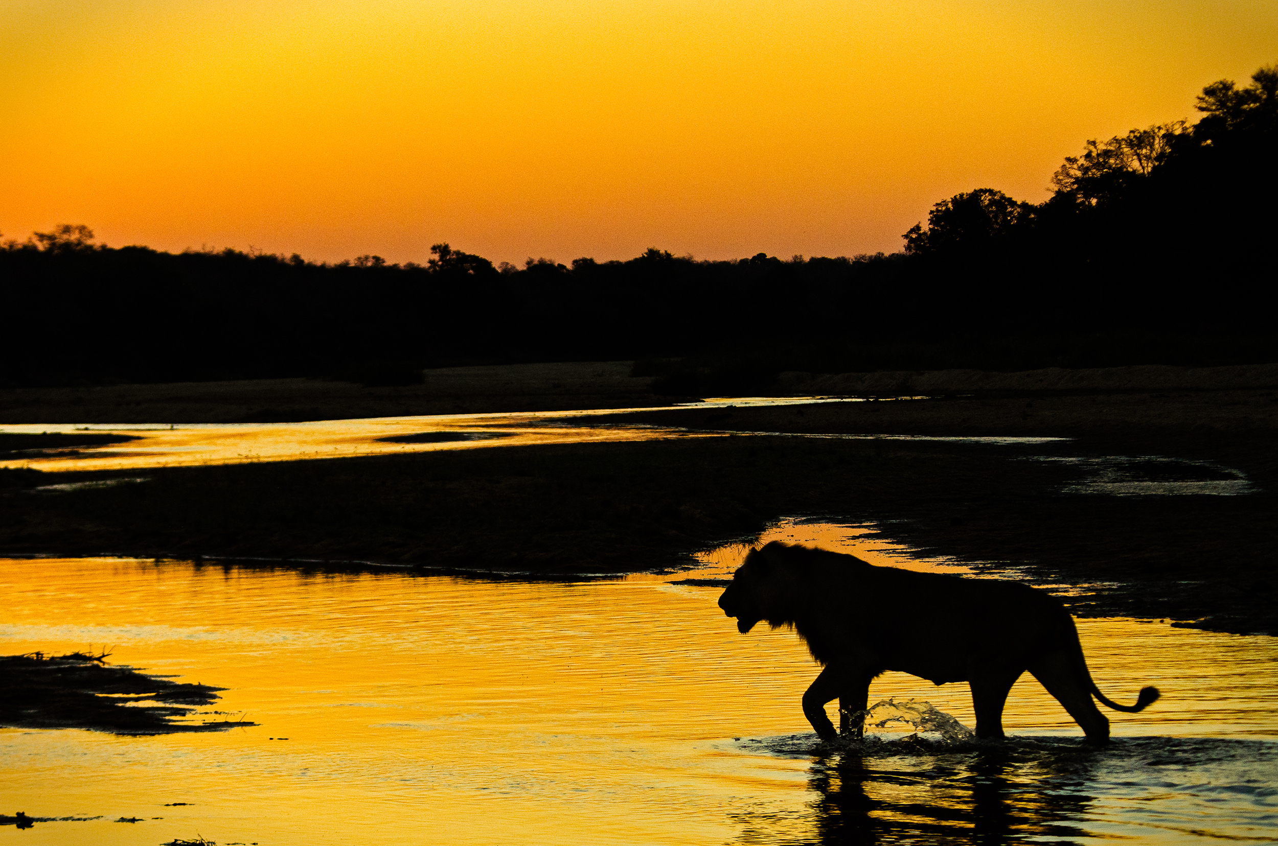 A silhouette of a lion, embracing its wild sides, strides through shallow water at sunset. The sky blazes in vibrant oranges and yellows, casting the dark outlines of trees into sharp relief.