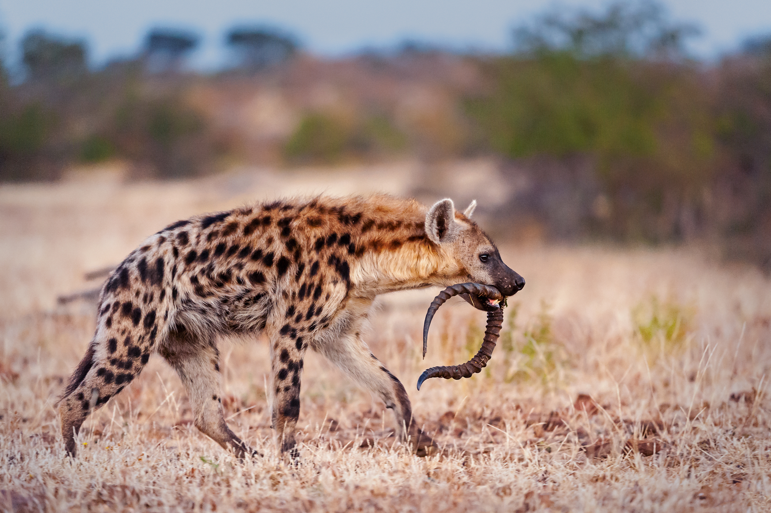 A spotted hyena, embodying its wild side, strides across a dry, grassy landscape with curved animal horns clutched in its mouth. The background remains blurred with patches of green foliage.