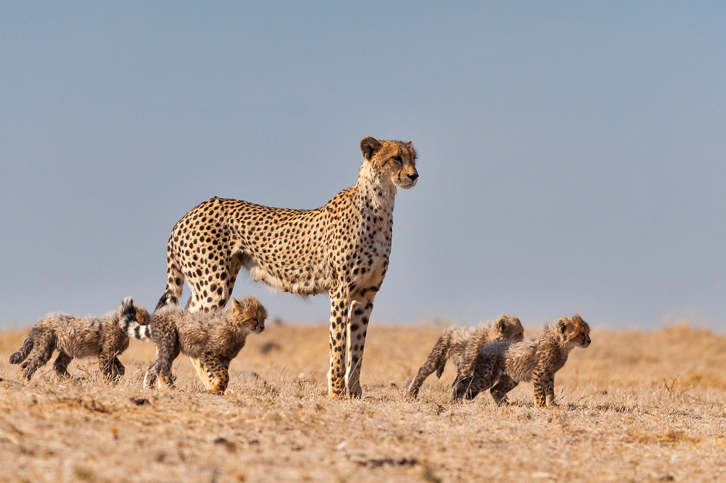 A cheetah stands alert on a grassy plain, surrounded by four playful cubs. The cubs appear curious, exploring their surroundings under the clear blue sky, embodying the essence of wild sides and the thrill of nature adventure in every leap and bound.