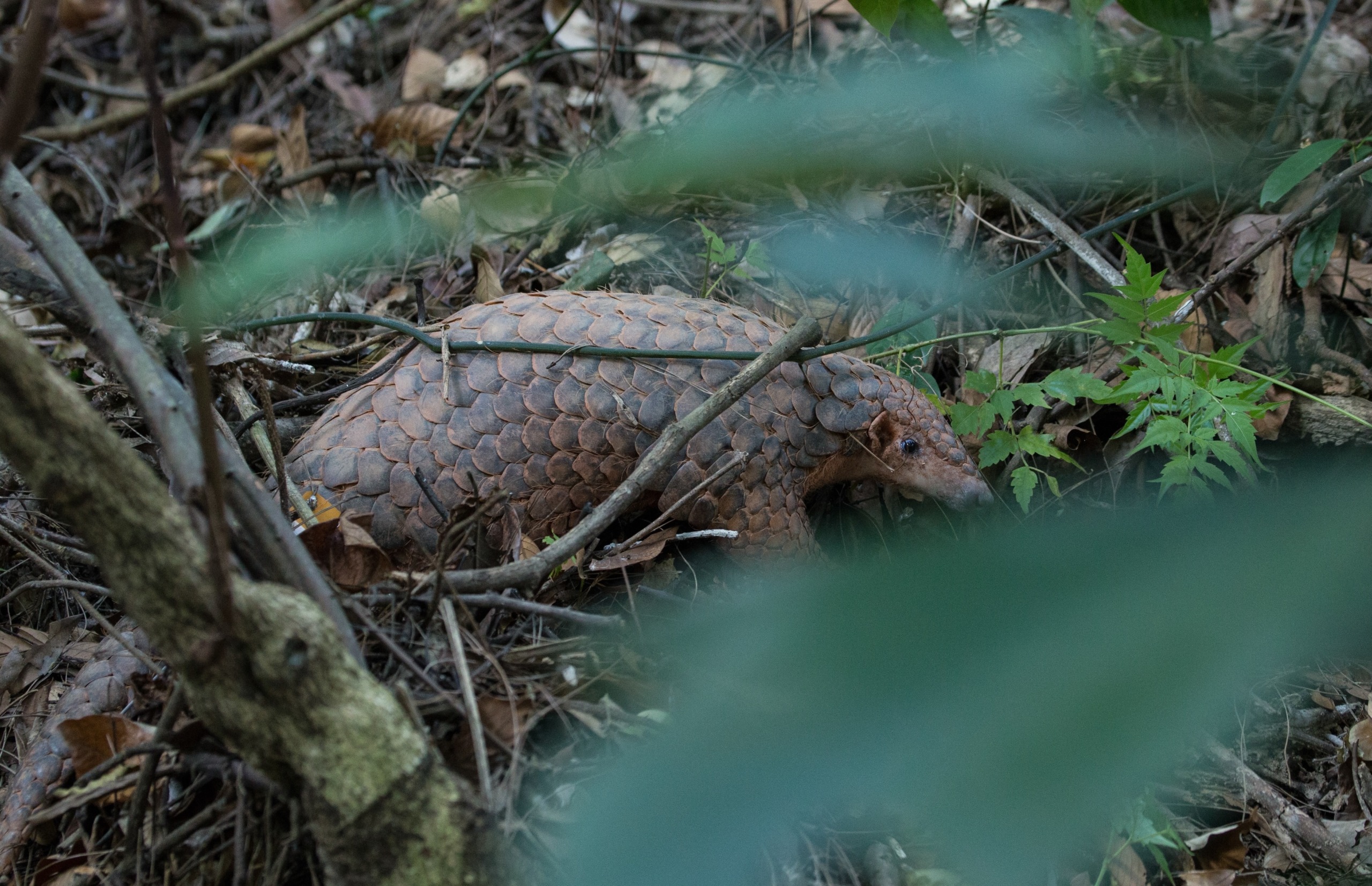 A rare survivor, the pangolin with brown scales is partially hidden among branches and foliage in a forest setting, representing China's iconic wildlife.