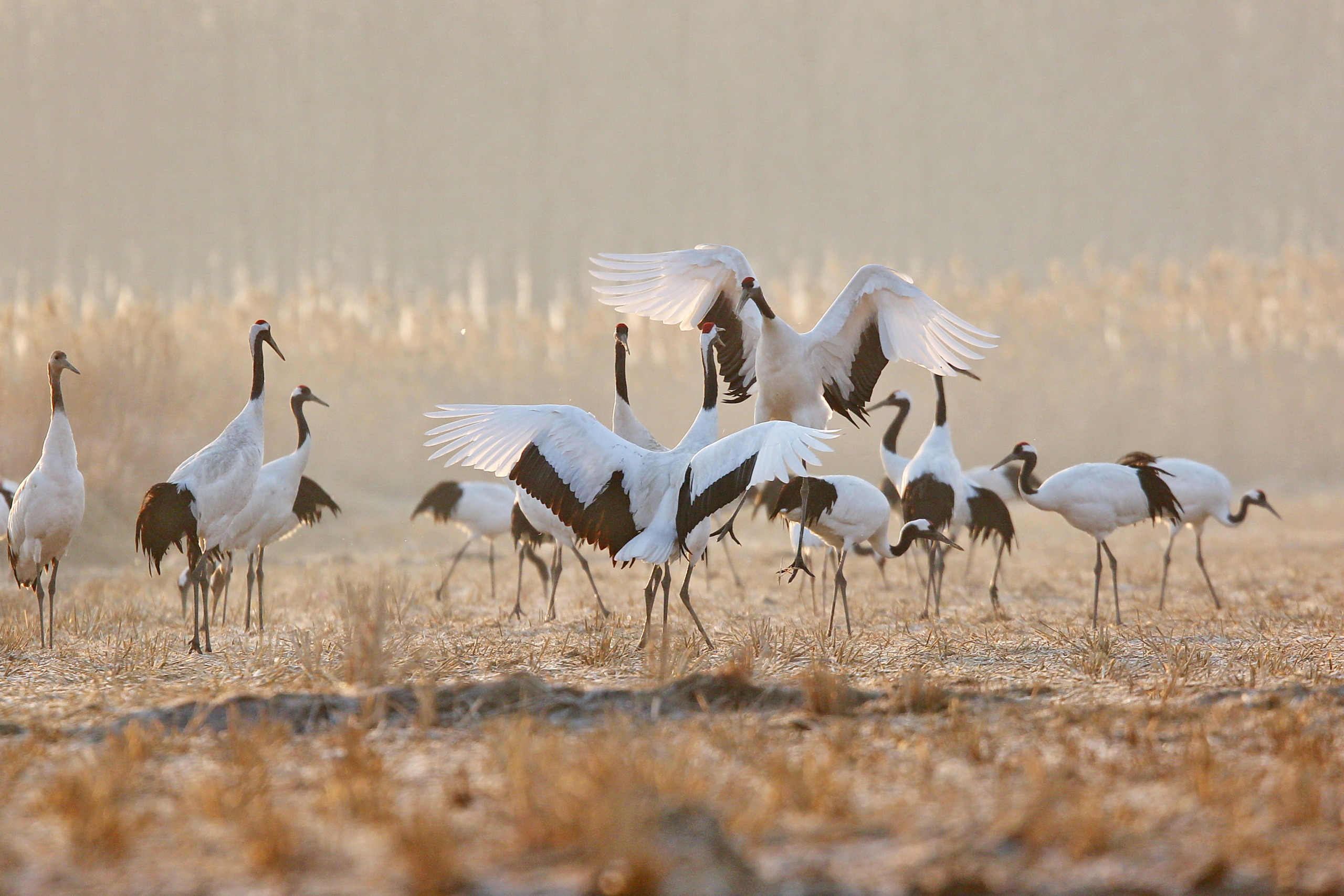 A group of white cranes with black markings gather in a sunlit field, rare survivors of China's wildlife. Some spread their wings wide against a background filled with soft light and tall grasses, creating a serene and natural scene.