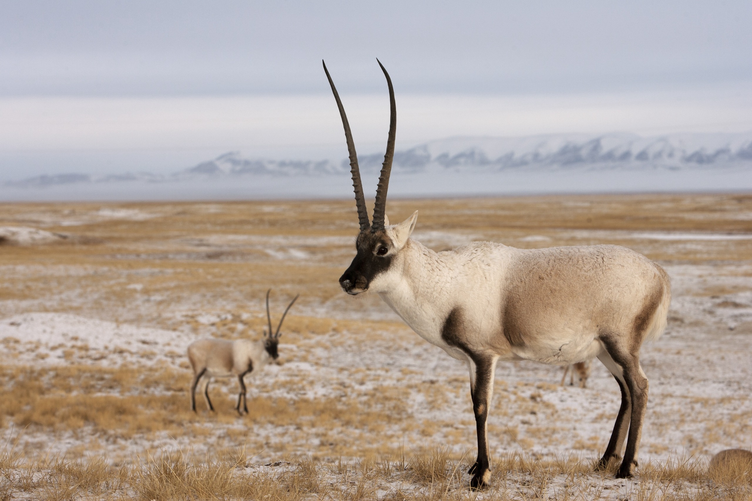 Two Tibetan antelopes, rare survivors of harsh climates, stand with their long, narrow horns on a snowy, grass-covered plain in China. Distant mountains rise in the background under a cloudy sky, showcasing the resilience of wildlife in this remote region.