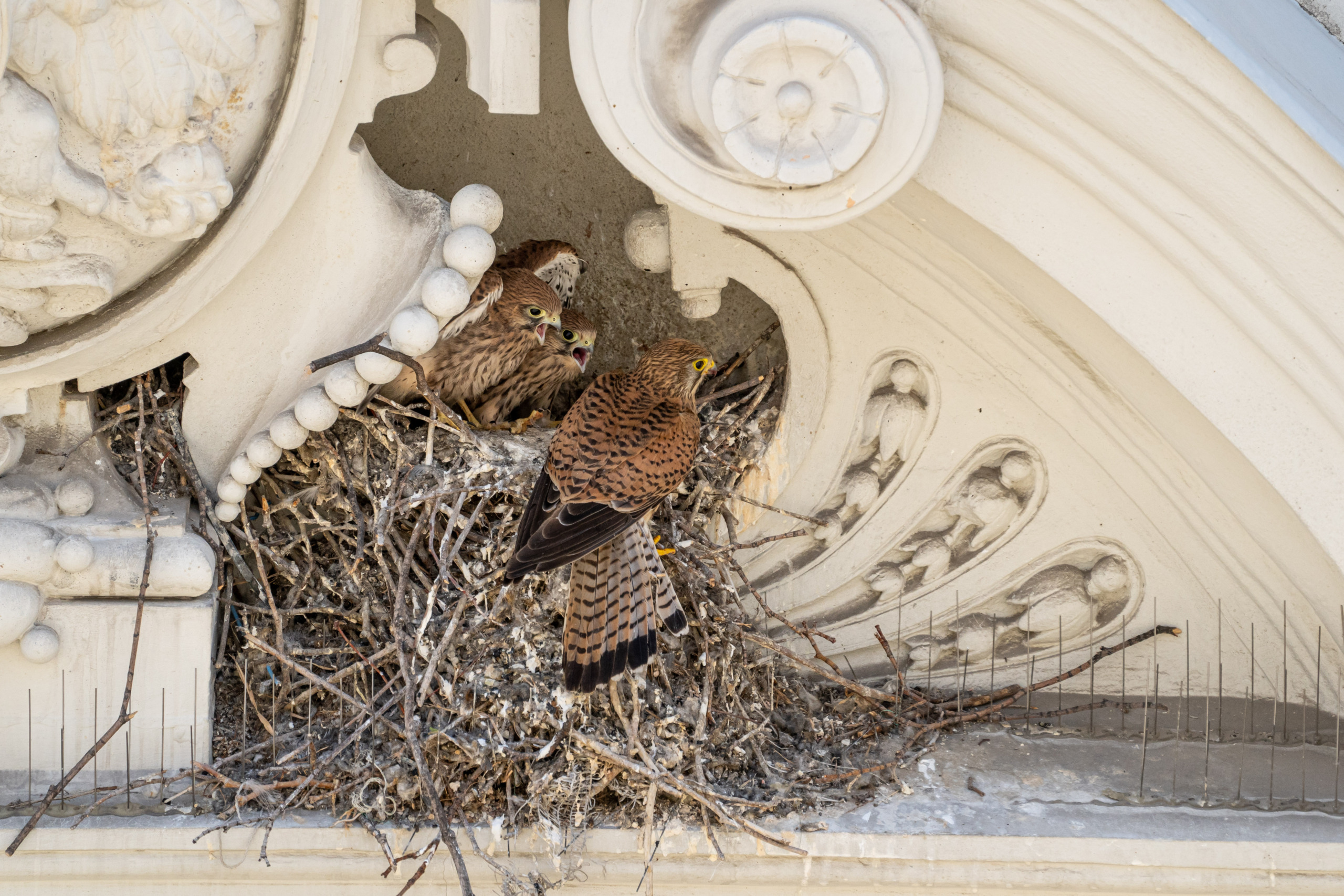 Two birds are perched on a nest atop an ornate, architectural ledge in wild Vienna. One seems to be a parent tending to the nest, while the other is a nestling, curiously looking out from amidst intricate carvings and designs.