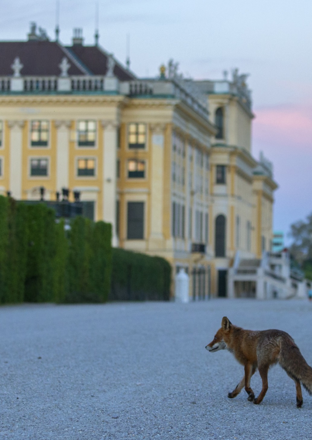 A wild fox strolls along a gravel path before a grand, yellow building in Vienna, its tiled roof adorned with ornate details. The dusk sky is pink-tinged as green hedges frame the scene, where a few people are visible in the background.