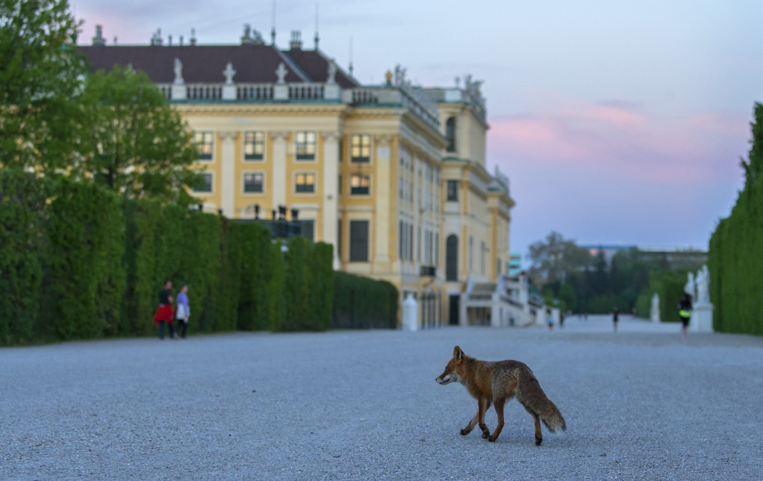 A wild fox strolls along a gravel path before a grand, yellow building in Vienna, its tiled roof adorned with ornate details. The dusk sky is pink-tinged as green hedges frame the scene, where a few people are visible in the background.