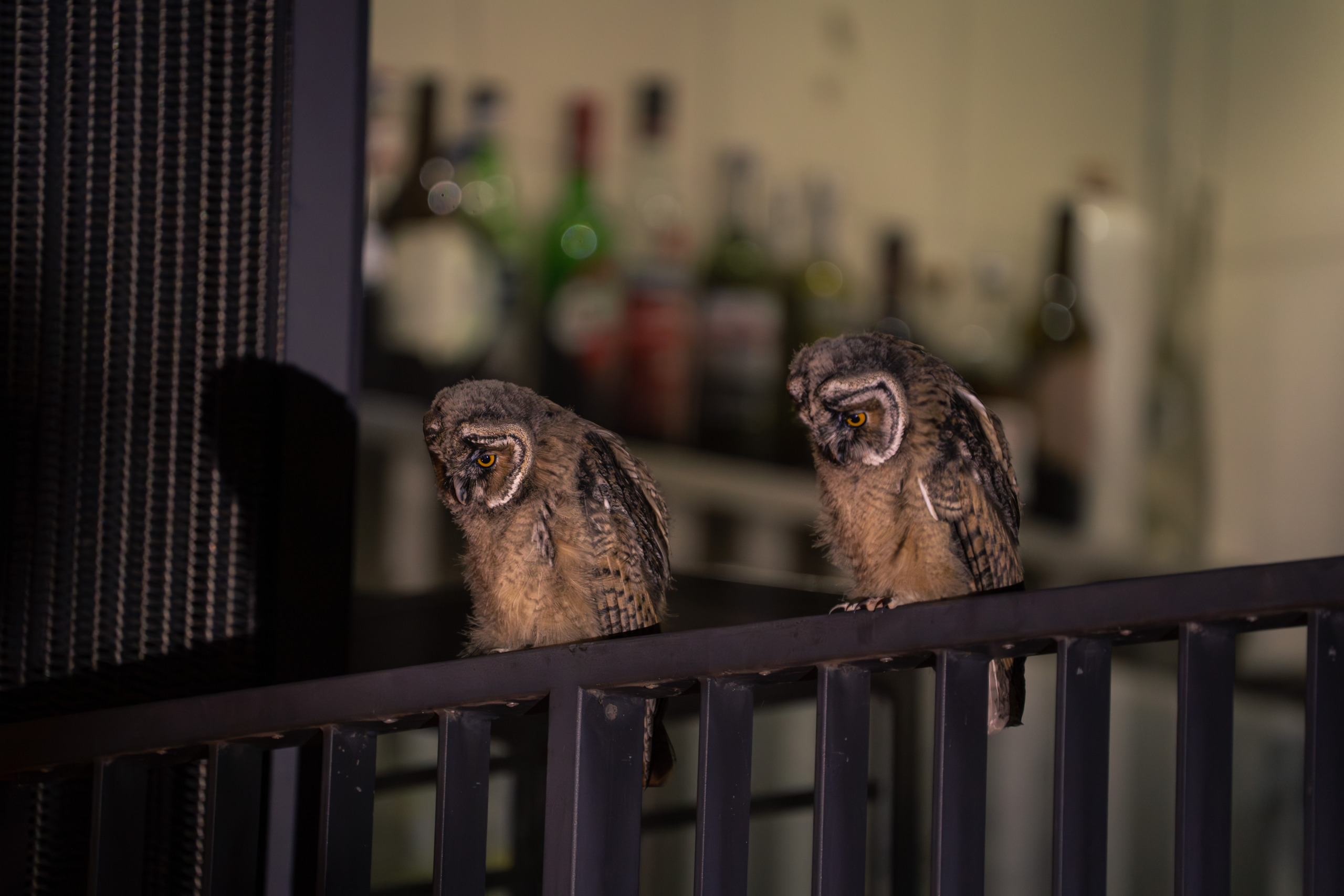 Two young owls perched on a dark metal railing at night in wild Vienna, with a blurred background of bottles on shelves. The owls have fluffy brown feathers and large eyes, suggesting a curious demeanor.