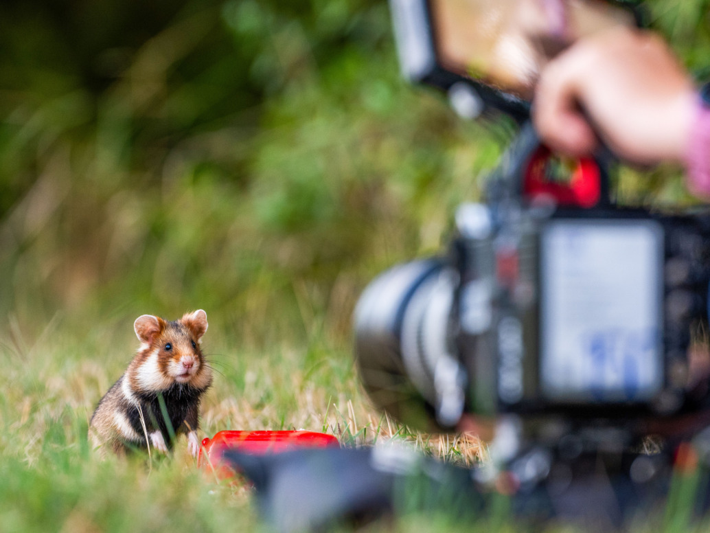 A curious hamster stands on grass next to a red bowl, looking toward a person filming with a large camera. The scene, set outdoors in lush greenery, highlights the beauty of nature and sparks thoughts of sustainability.