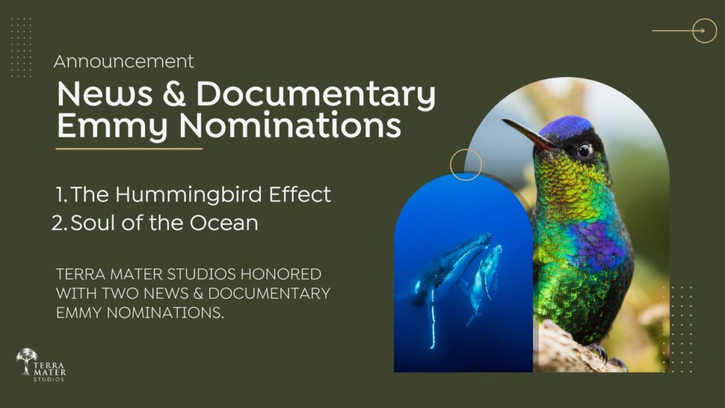 A green graphic celebrating the Emmy nominations highlights The Hummingbird Effect and Soul of the Ocean by Terra Mater Studios, featuring vibrant images of a colorful hummingbird and graceful whales underwater.