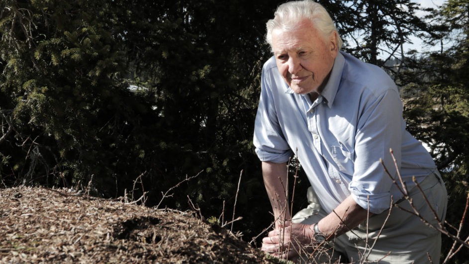 An elderly man with white hair leans over a large pile of earth, surrounded by trees. In his light blue shirt, he appears to observe something closely, reminiscent of a scene celebrated at Wildscreen 2018. The setting is outdoors and natural.