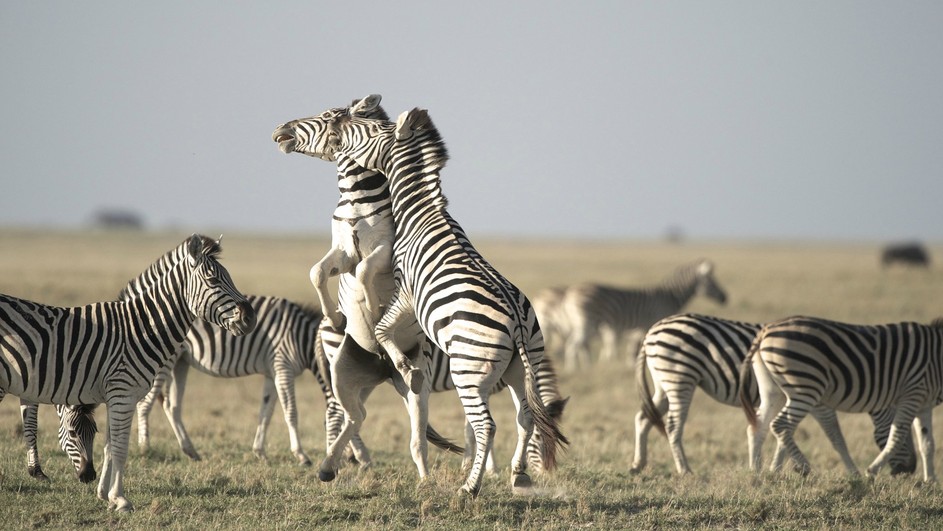 A group of zebras stands together in an open grassy field, their distinct stripes contrasting against the lush green. Dust rises as two zebras in the center rear up, playfully sparring, while others surround them with a backdrop of a distant horizon under a clear sky.