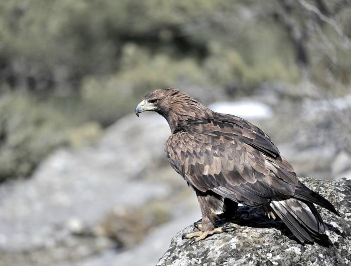 Besides the Spanish Imperial Eagle, the magnificent Golden Eagle also makes an appearance in the documentary.