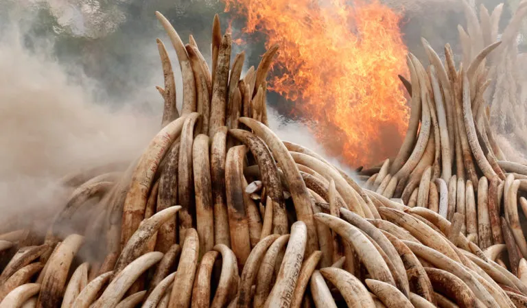 Ivory Burning April 30th Nairobi - burning ivory tusks