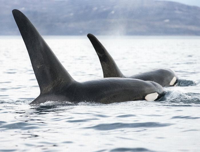 Killer Whales in Arctic waters