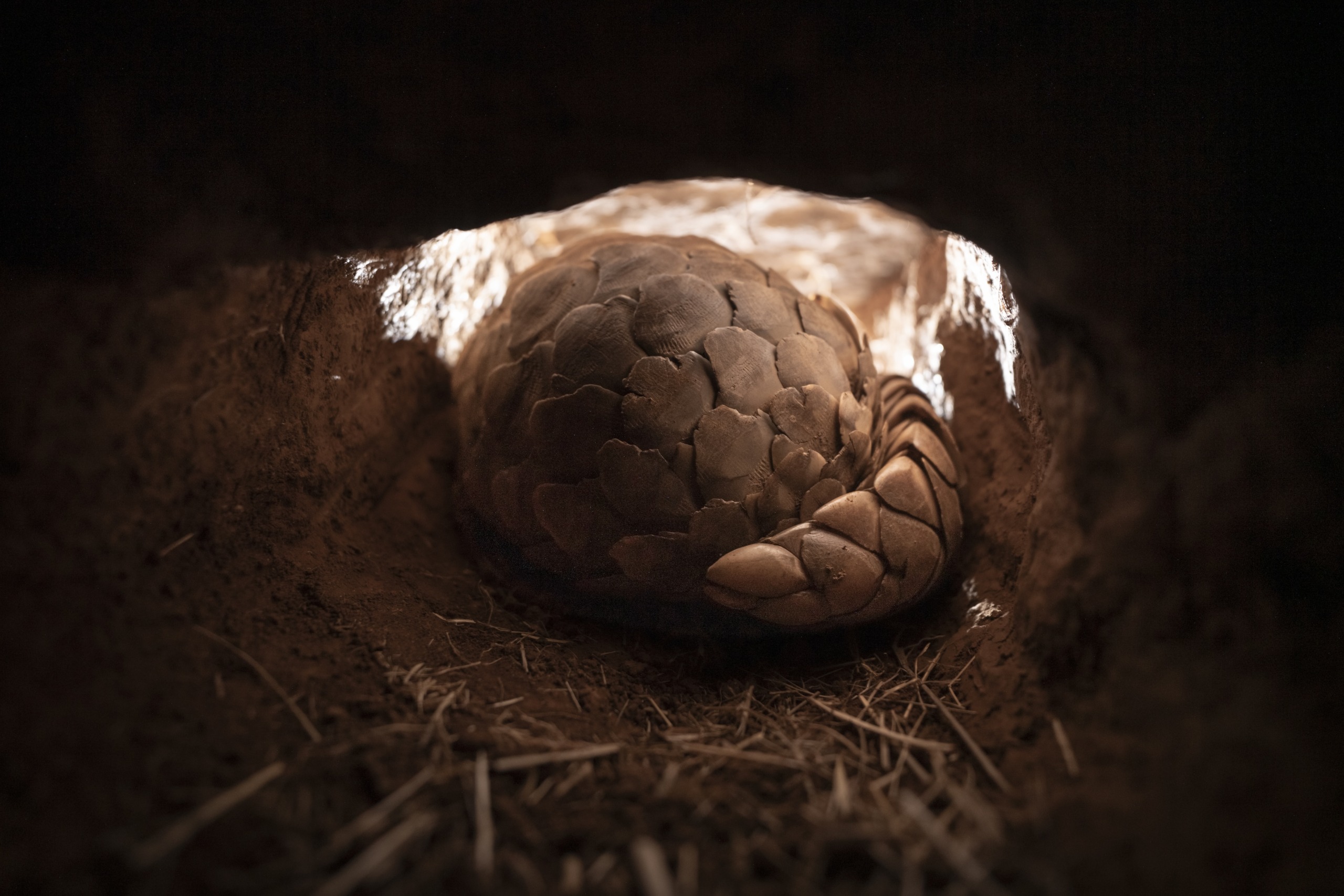 A solitary pangolin curled up inside a shadowy burrow, where light gleams from above, accentuating its scaly, armored form. The earthen walls and straw strewn on the ground complete this natural habitat scene.