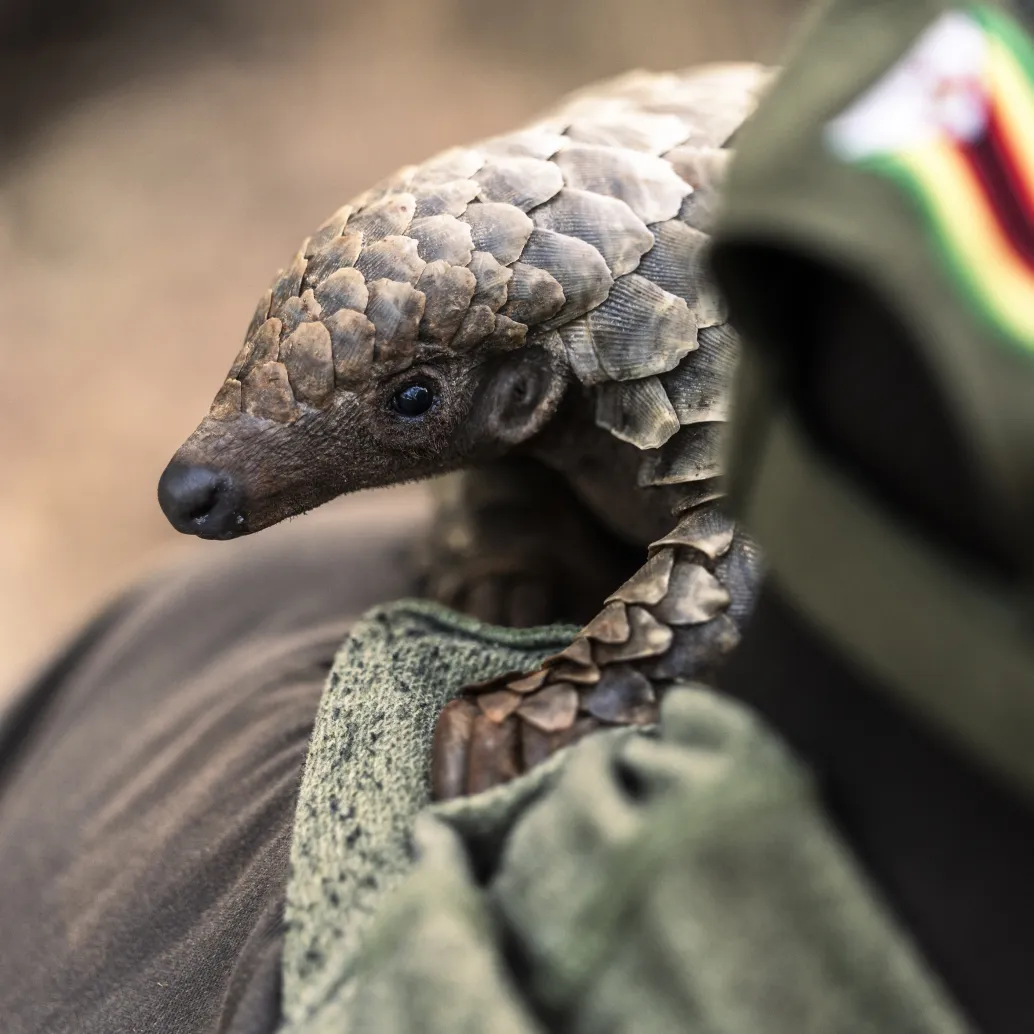 A pangolin gracefully balances on a person's arm, its textured scales catching the light. The person, clad in a green uniform with a Zimbabwean flag patch, stands against a blurred backdrop that emphasizes the unique beauty of this gentle creature.